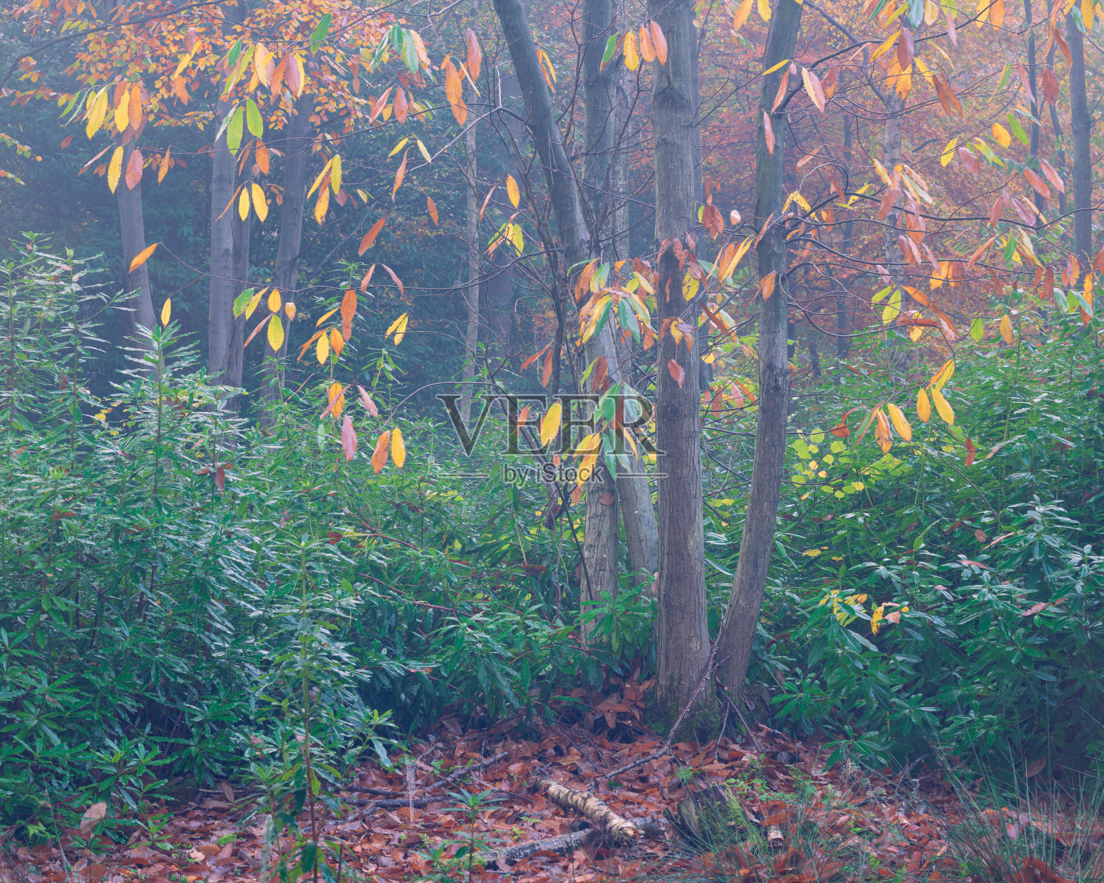 一个雾蒙蒙的秋天早晨，在诺威奇的索普森林里，诺福克有甜栗子照片摄影图片