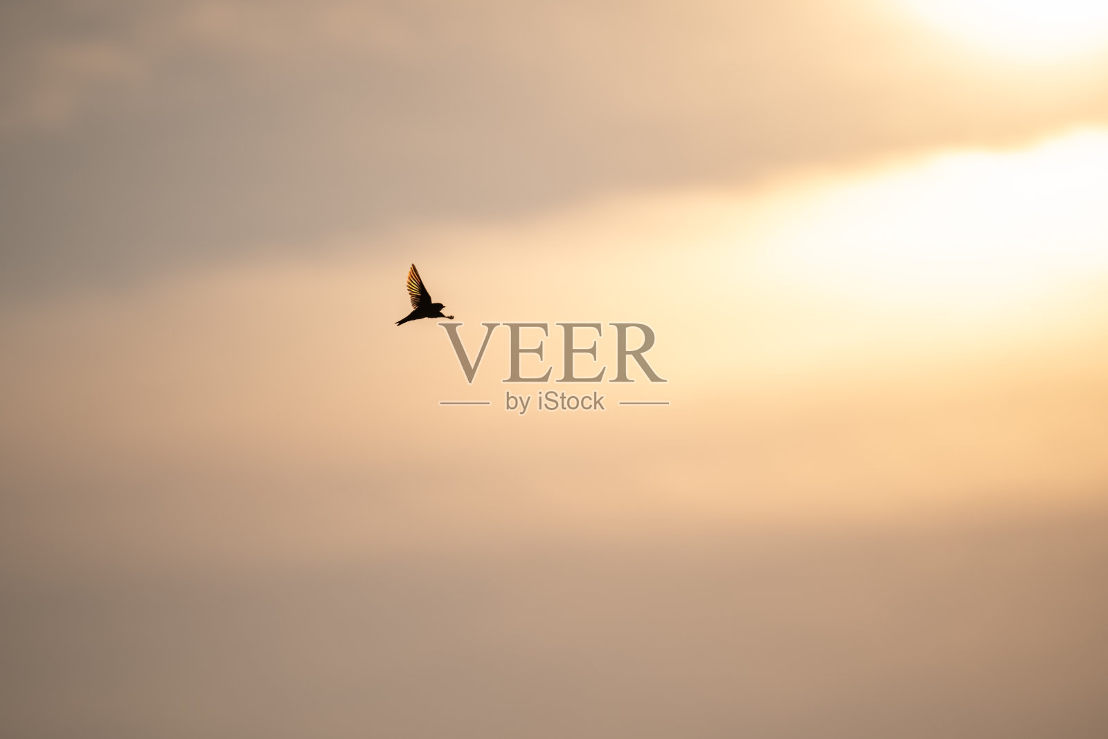 在萨福克郡，一只飞行中的沙马丁背光的翅膀轮廓映衬着明亮的天空照片摄影图片