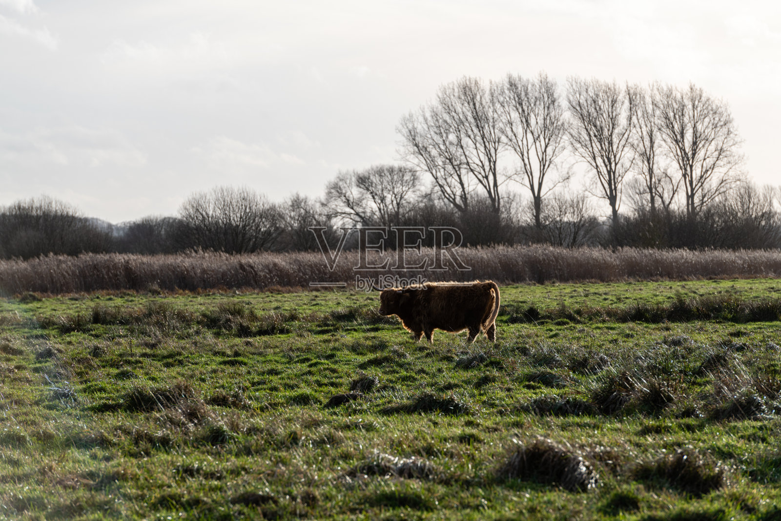 金牛座——在诺福克沼泽上吃草的高地牛照片摄影图片