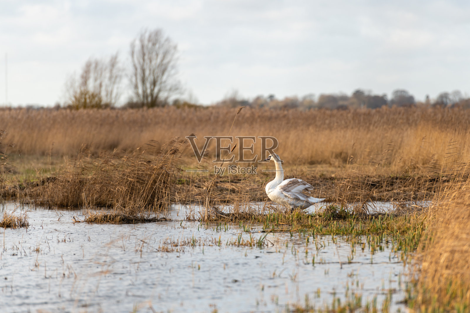 诺福克沼地幼疣鼻天鹅ⅱ照片摄影图片