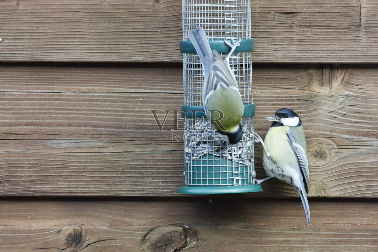 大山雀觅食照片摄影图片