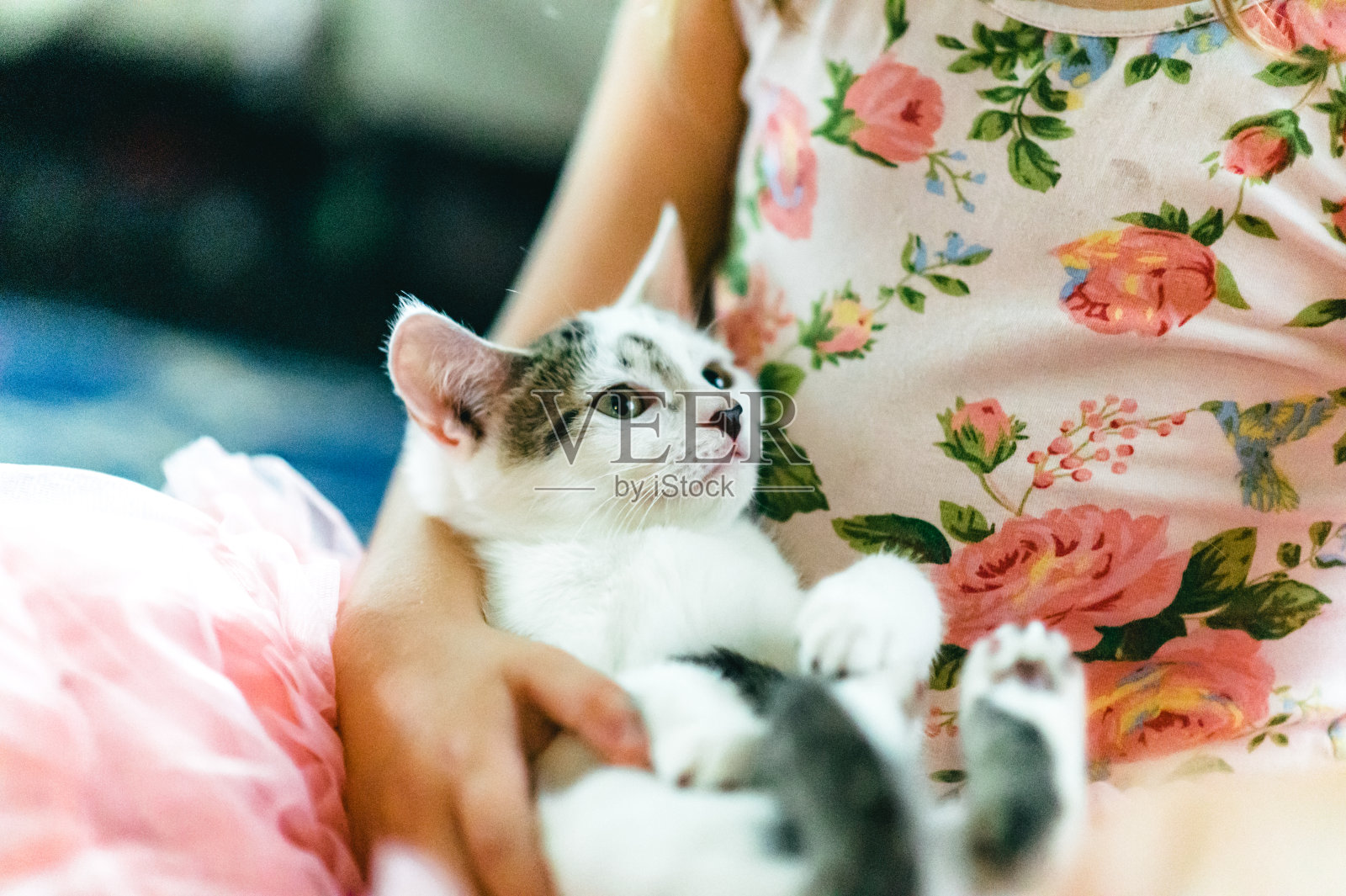 一个女孩和她的小猫照片摄影图片