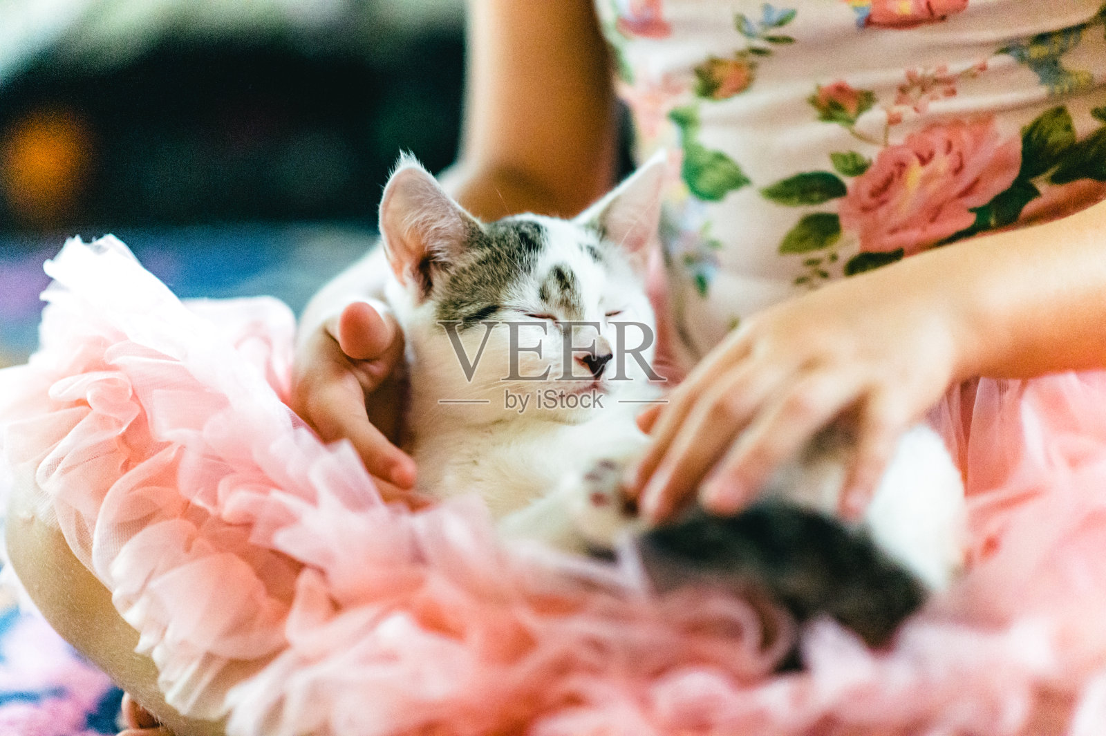 一个女孩和她的小猫照片摄影图片