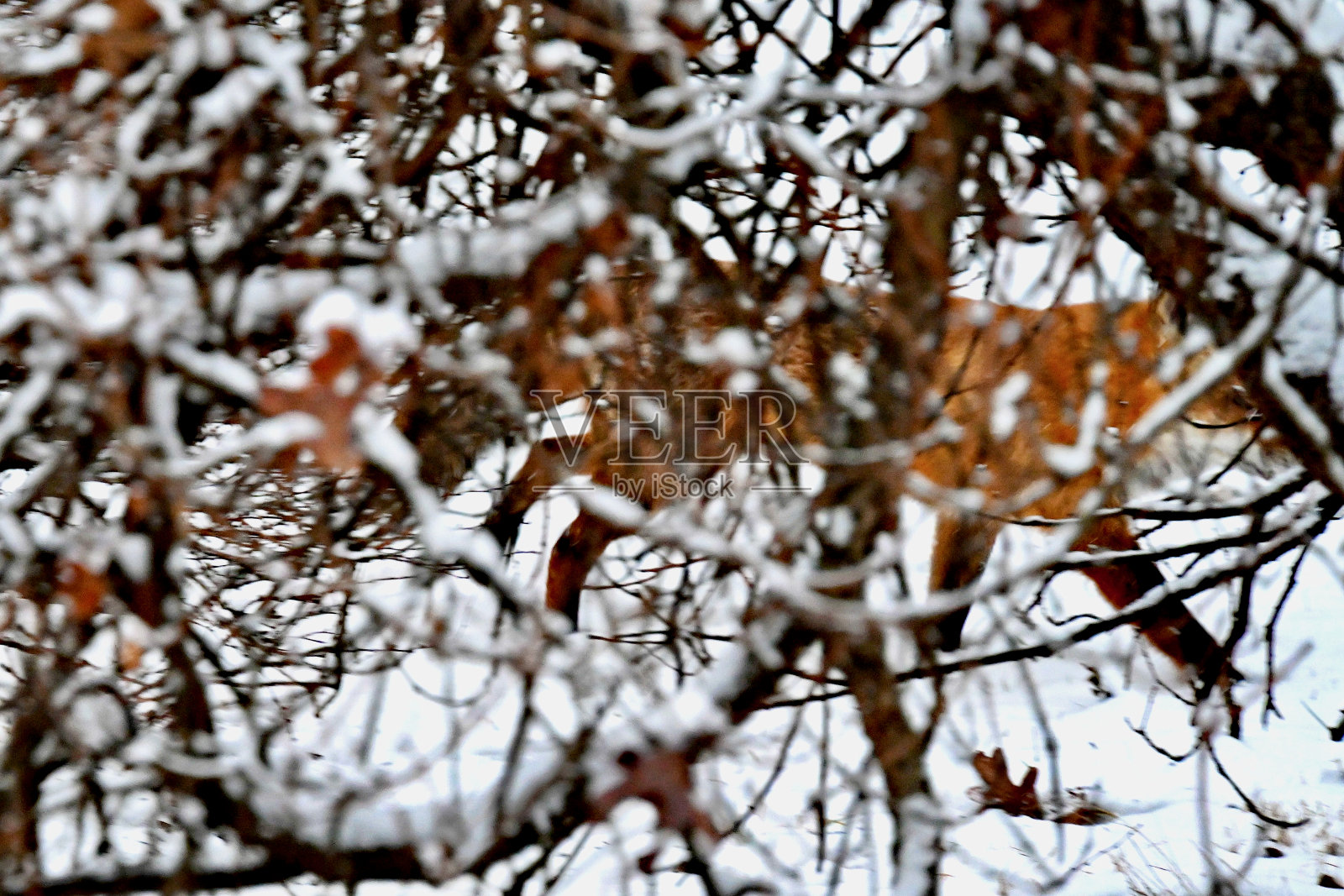 自然伪装的美国东部红狐在雪地里狩猎照片摄影图片