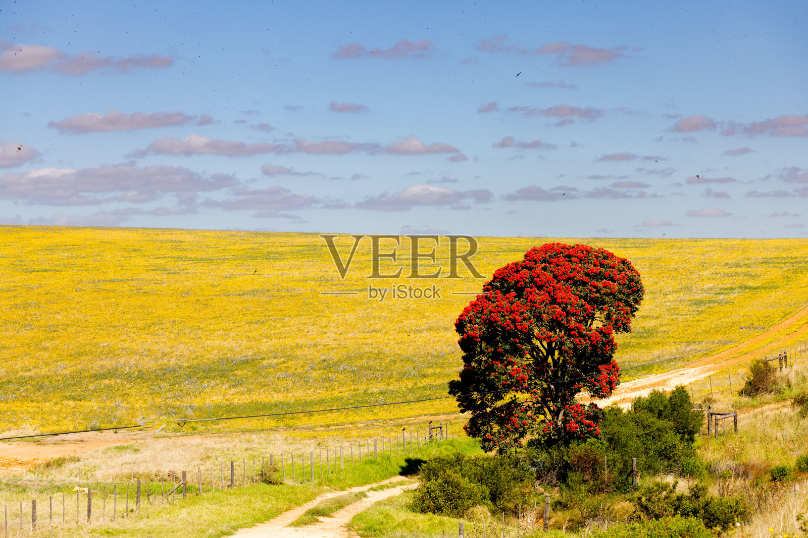 在蓝天下，黄色野花的田野里，一棵开着红花的大树照片摄影图片
