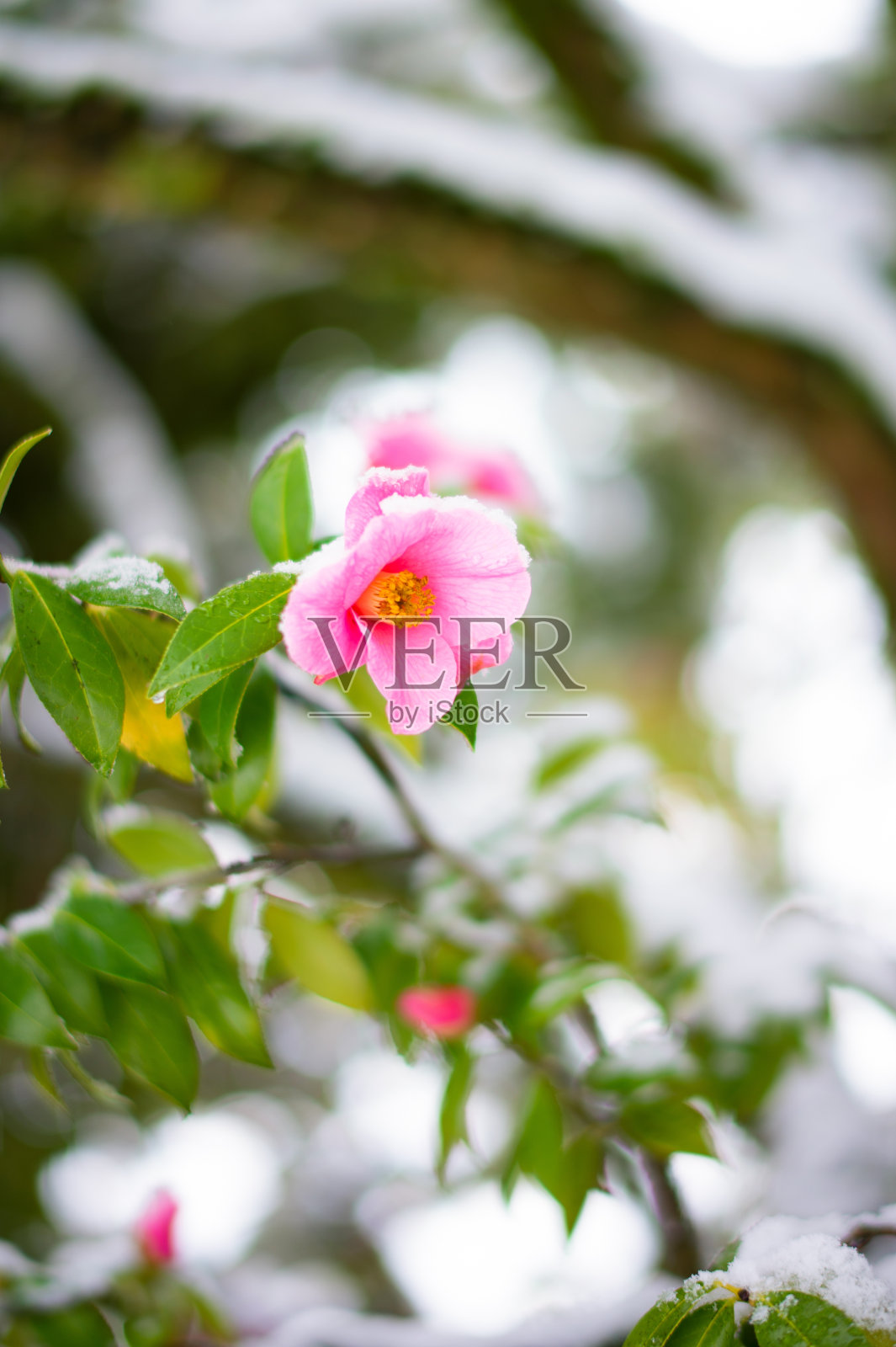 被雪覆盖的山茶花照片摄影图片