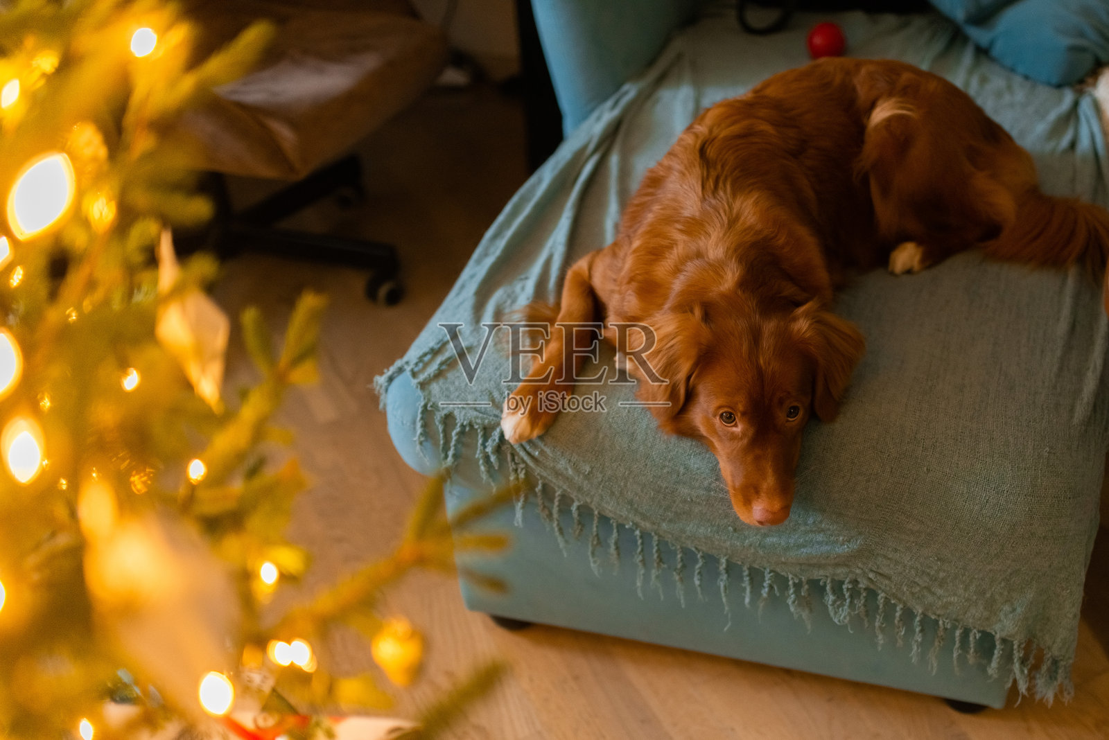 漂亮的棕色狗在家里叫，在圣诞节的时候躺在沙发上照片摄影图片