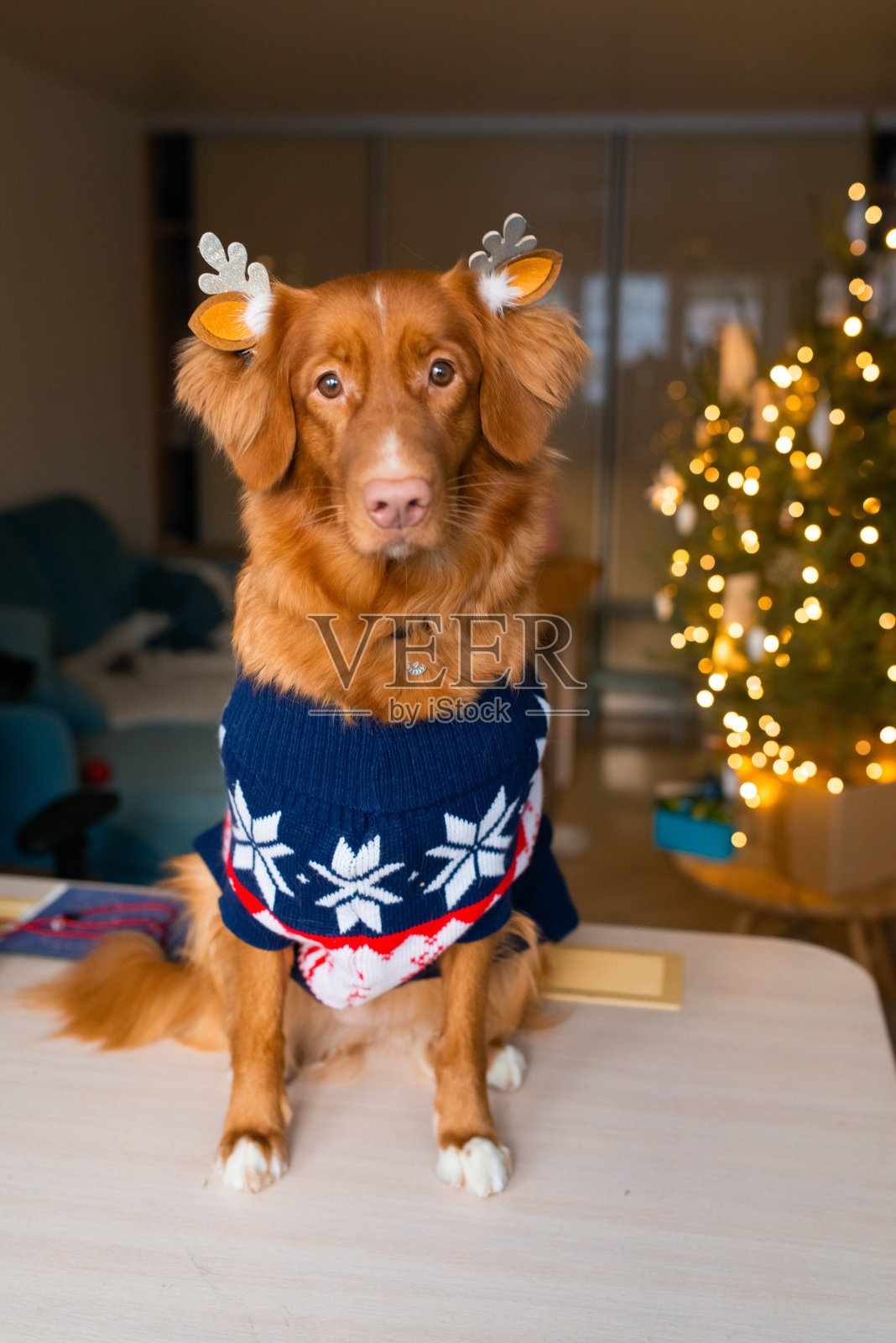 可爱的狗主人穿着圣诞装，在家里摆姿势度假照片摄影图片