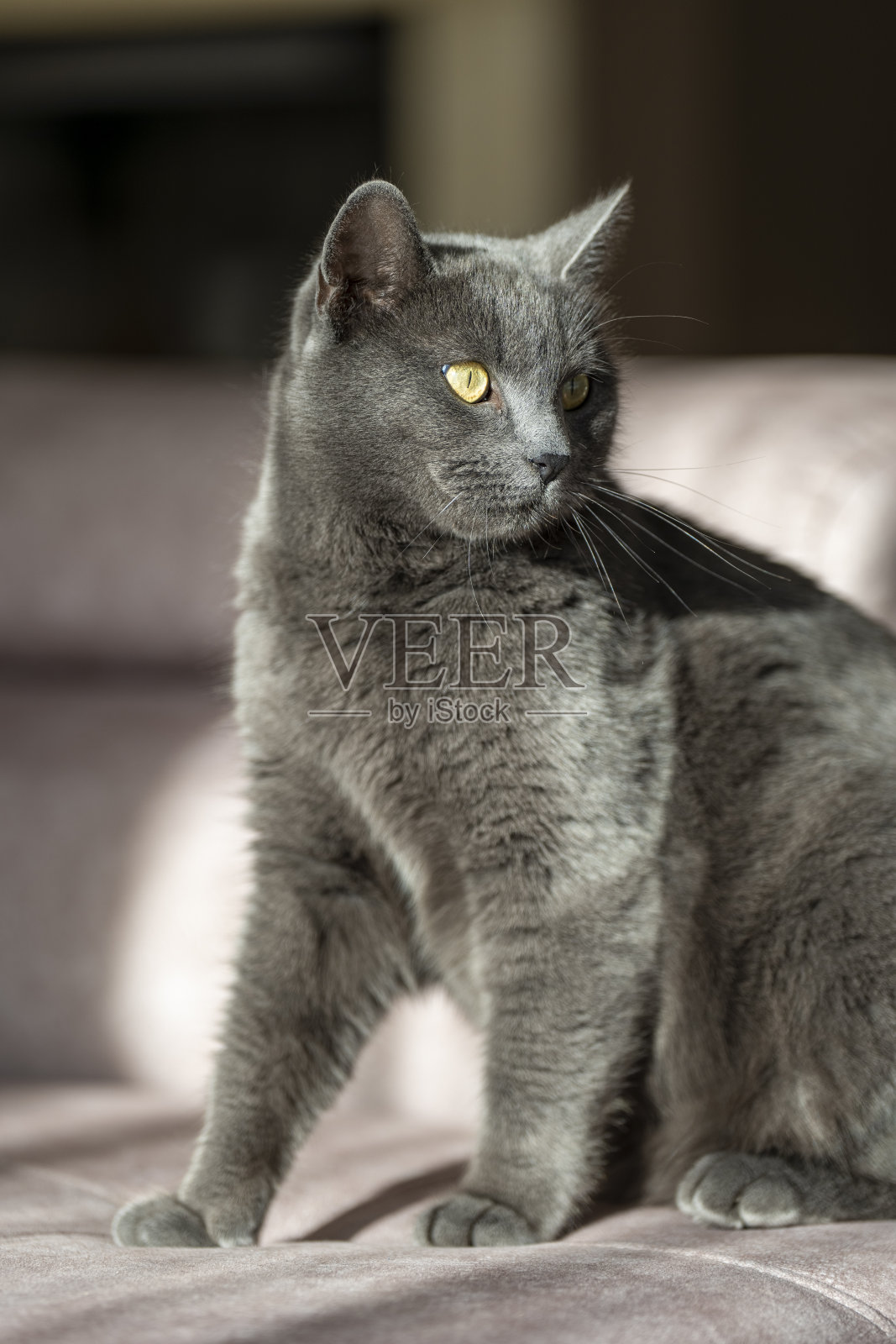 英国或俄罗斯蓝色短毛灰猫的迷人图片。这只猫黄色的眼睛和灰色的皮毛形成了鲜明的对比。照片摄影图片