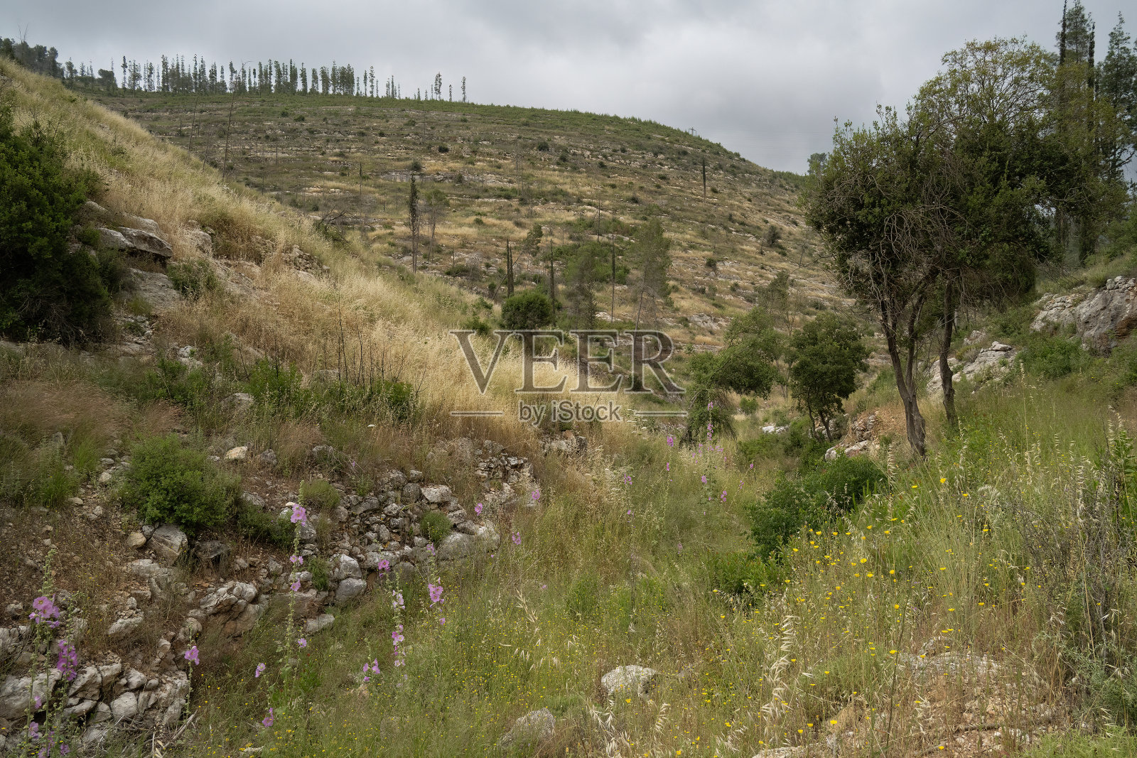 以色列朱迪亚山脉的季节性干涸溪流照片摄影图片