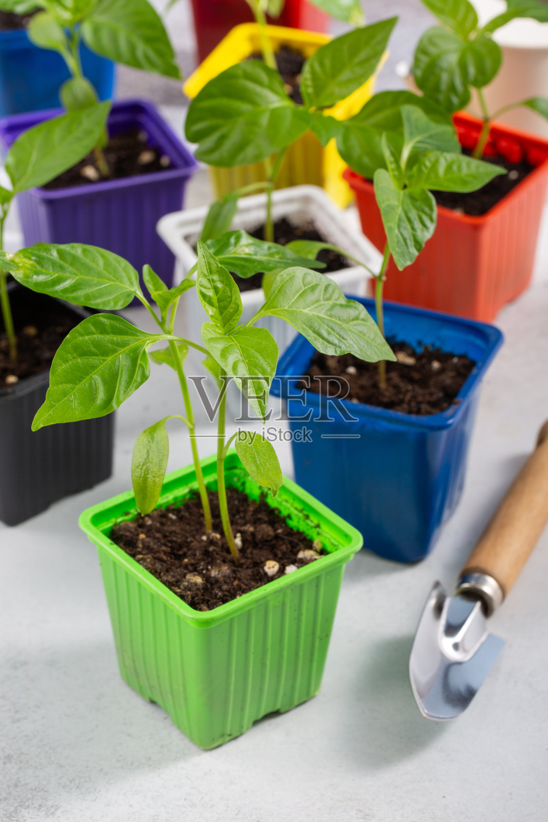 五颜六色的花盆里的红辣椒幼苗。灰色背景上的胡椒芽。园艺概念，春天。照片摄影图片