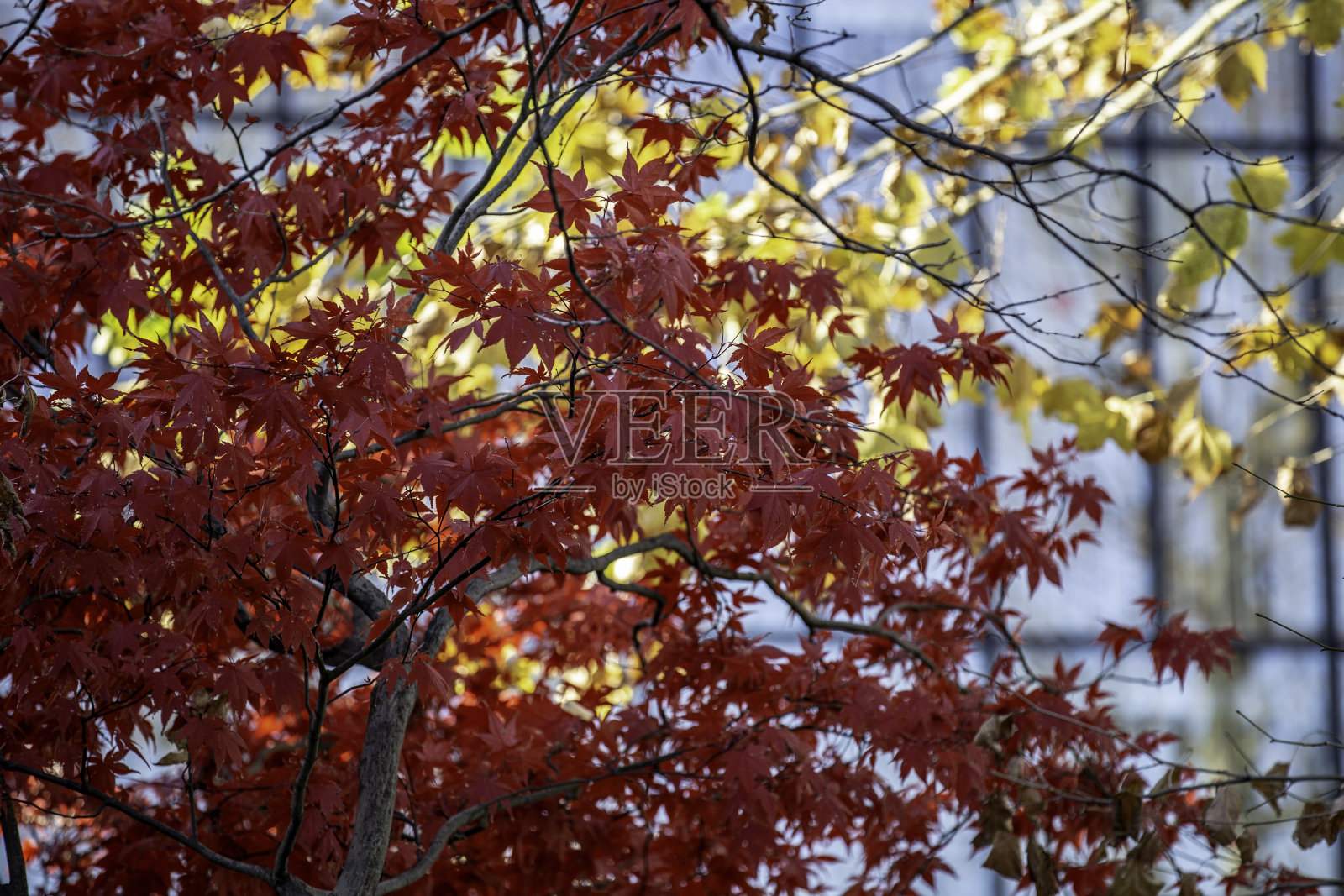 日本枫树照片摄影图片