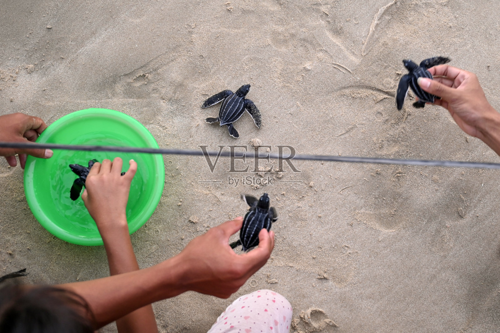 释放一只Olive Ridley海龟照片摄影图片