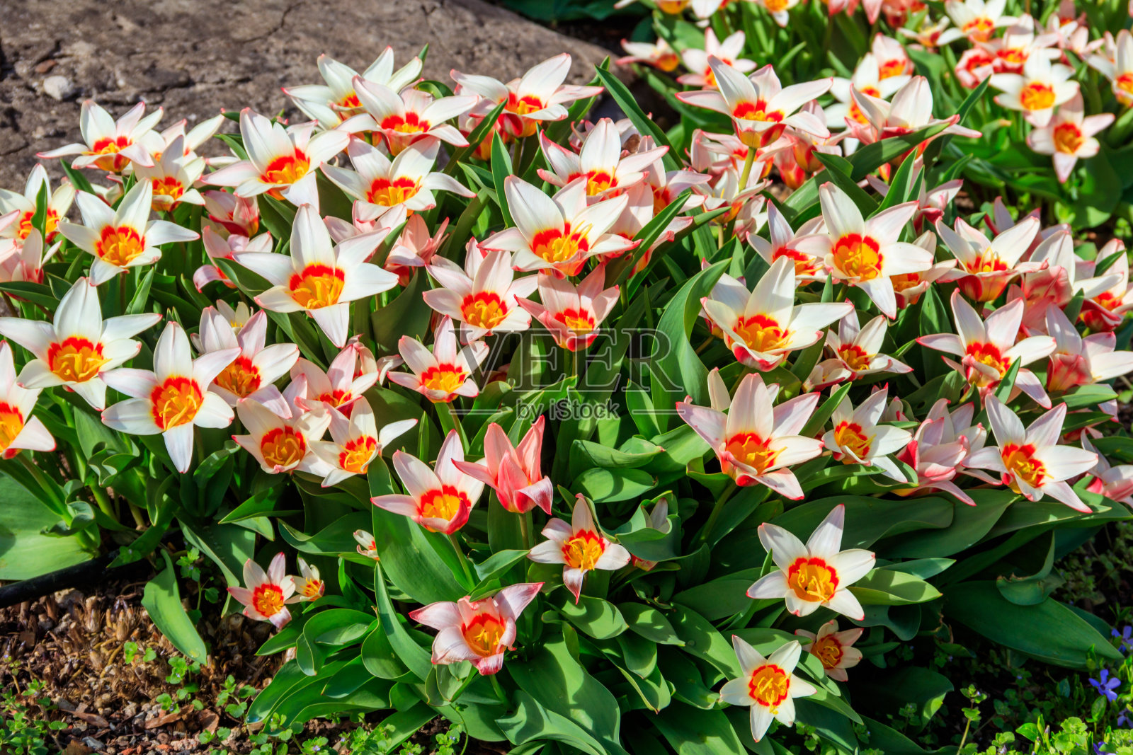 春天公园里美丽的郁金香花坛照片摄影图片