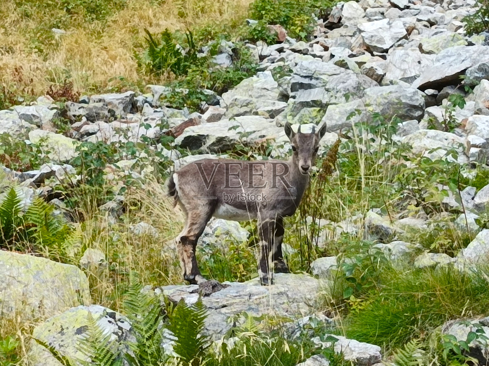 Mercantour国家公园照片摄影图片