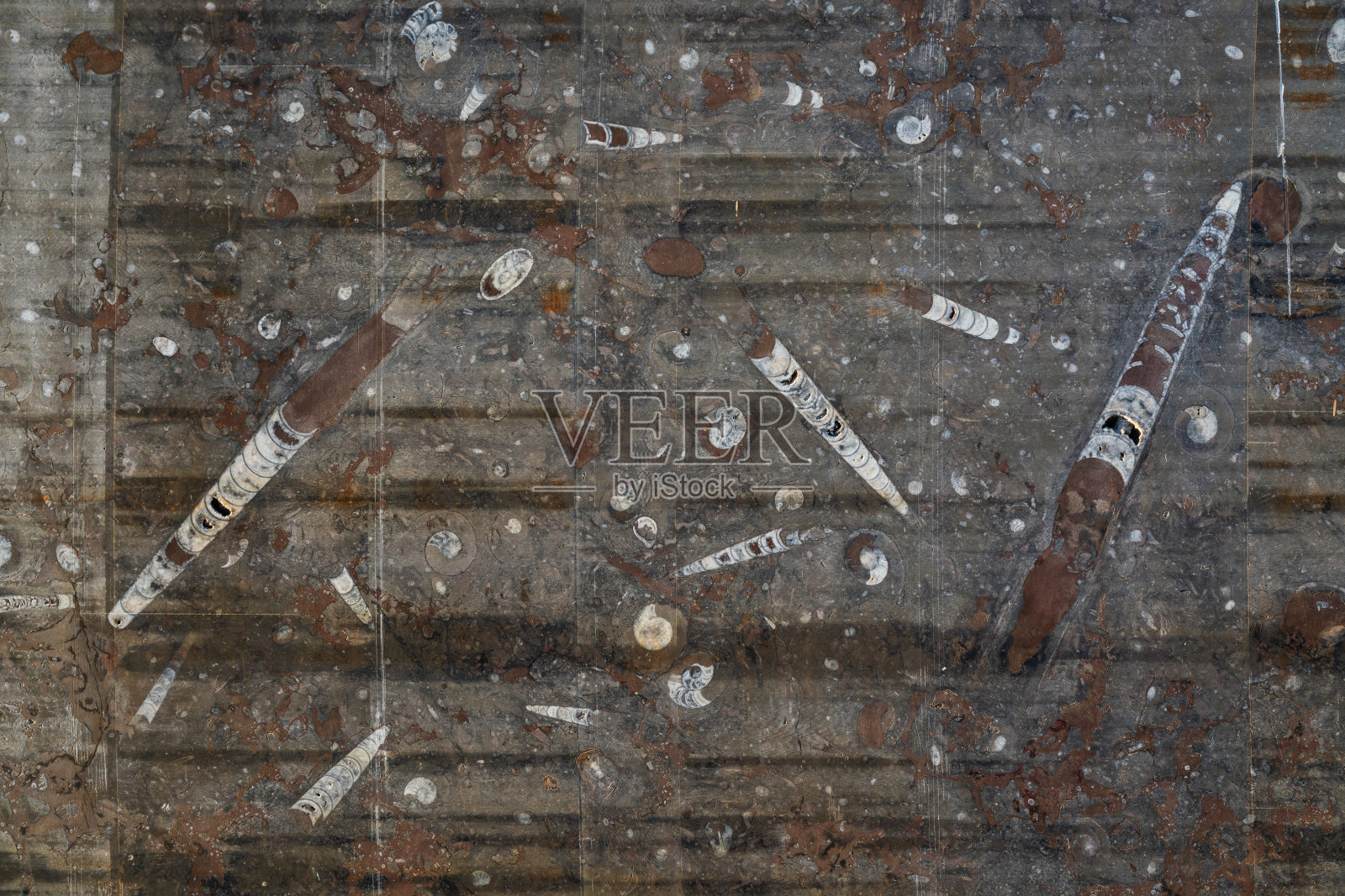 化石抛光石与菊石和钙石作为特写照片摄影图片