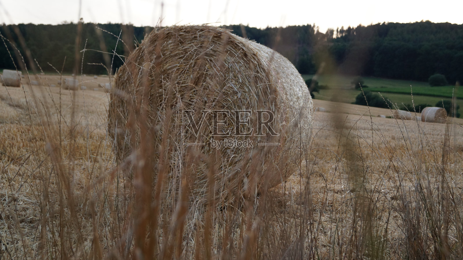 现代的麦捆在日落前的夕阳下矗立在田野里照片摄影图片
