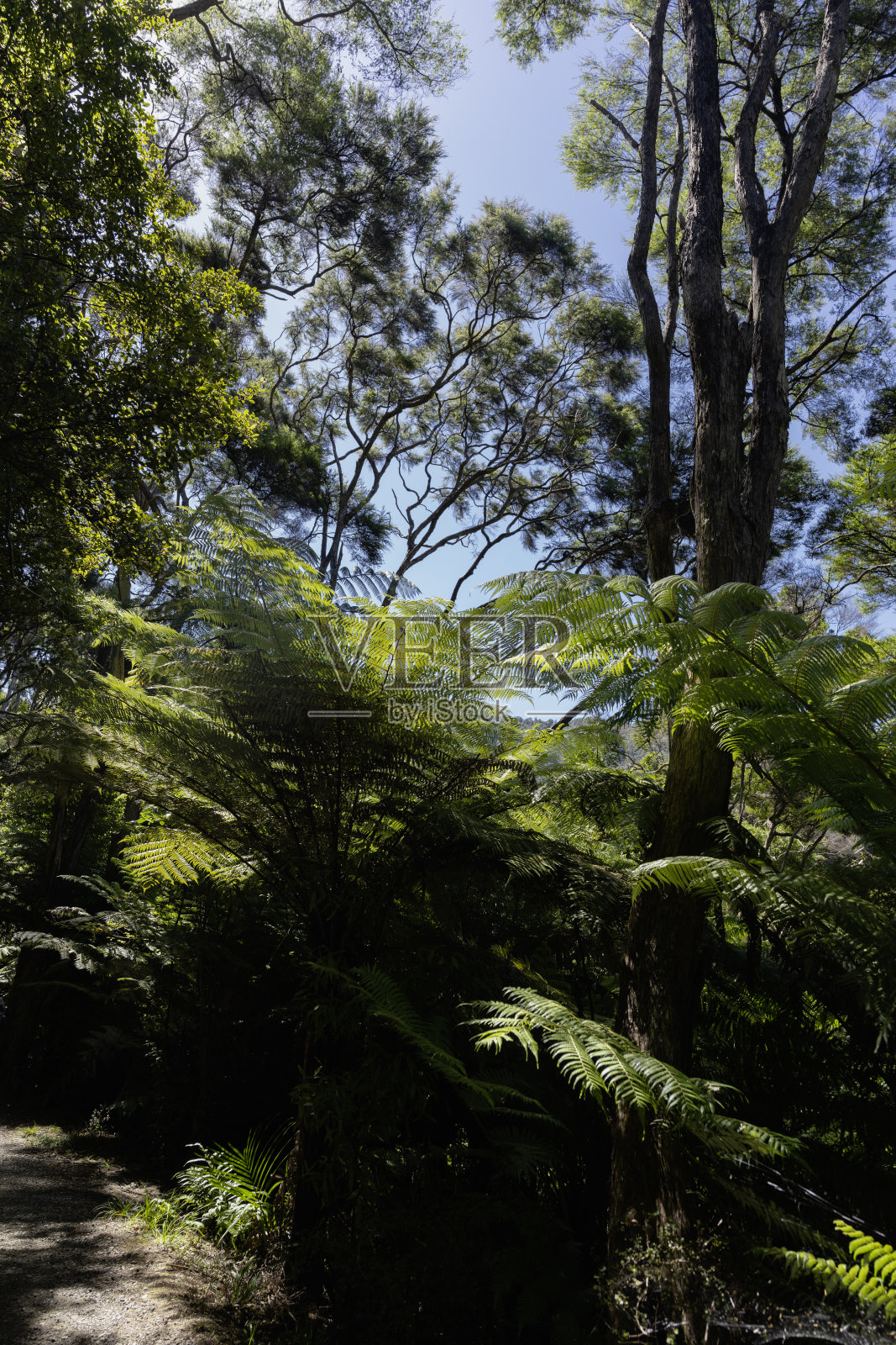 宁静的森林风光照片摄影图片