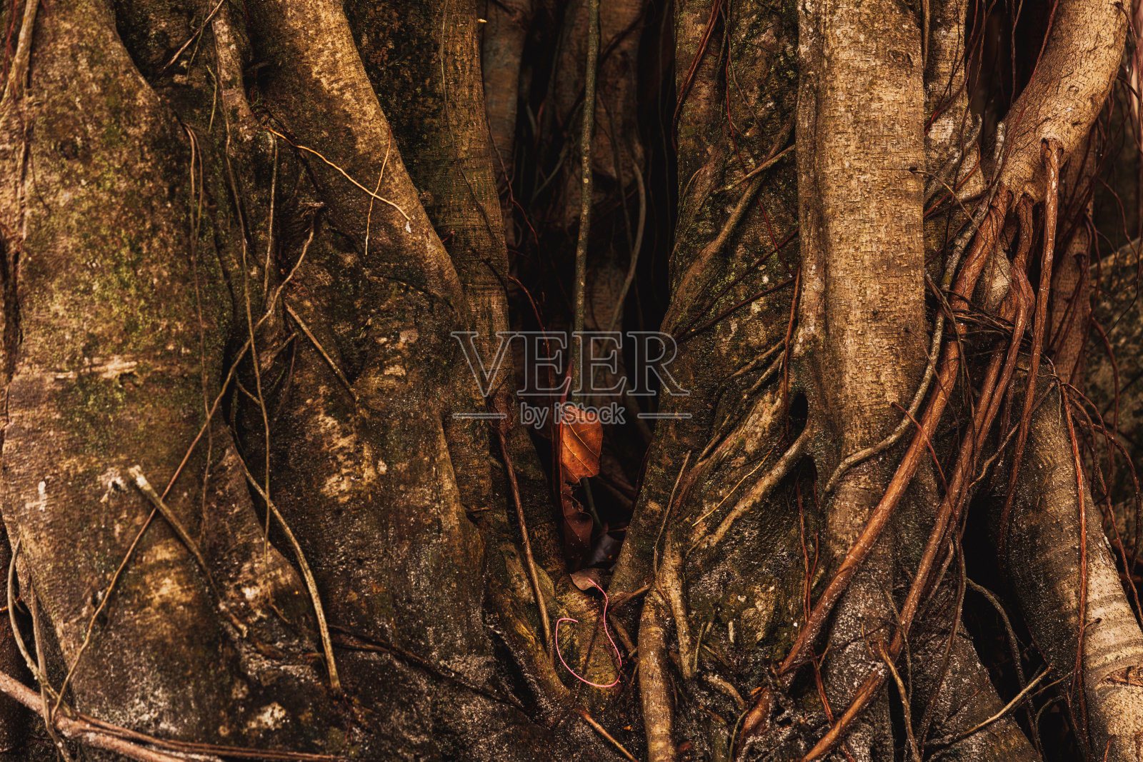 抽象的自然背景与树的根照片摄影图片