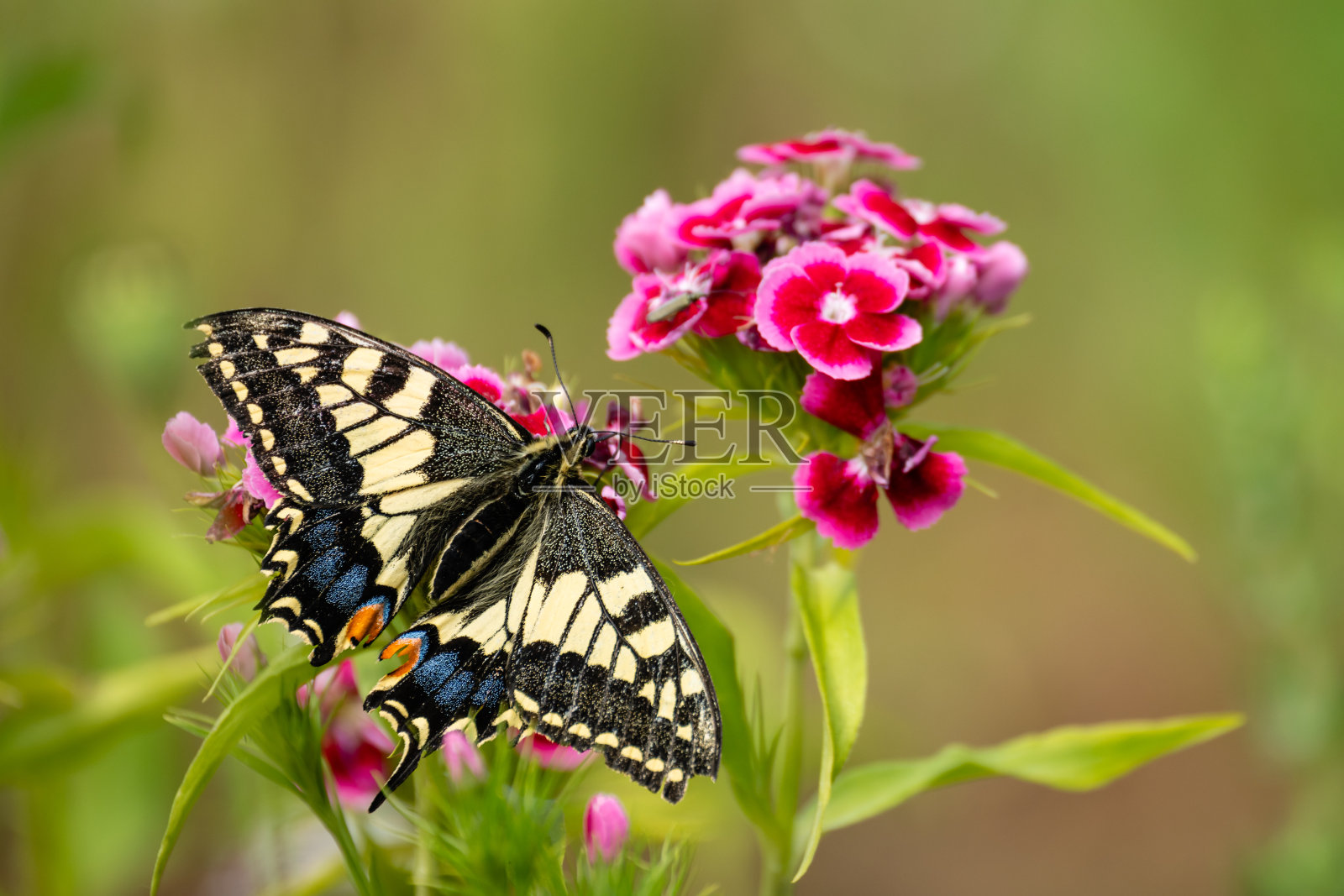 英国凤蝶-燕尾蝴蝶在诺福克湿地的皇家鸟类保护协会Strumpshaw芬的甜威廉花上照片摄影图片