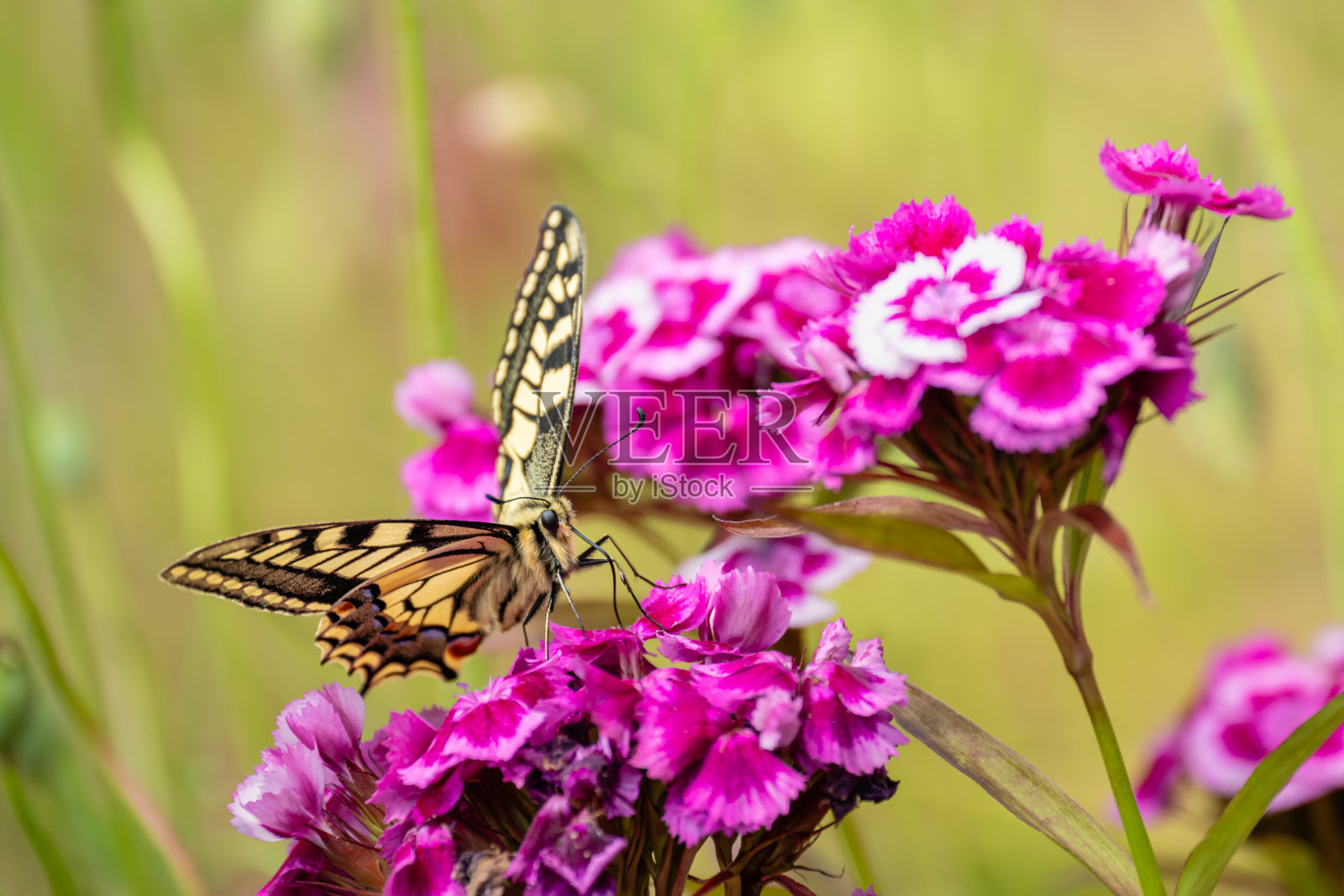 英国凤蝶-燕尾蝶在诺福克湿地的皇家鸟类保护协会Strumpshaw芬的甜威廉花上照片摄影图片