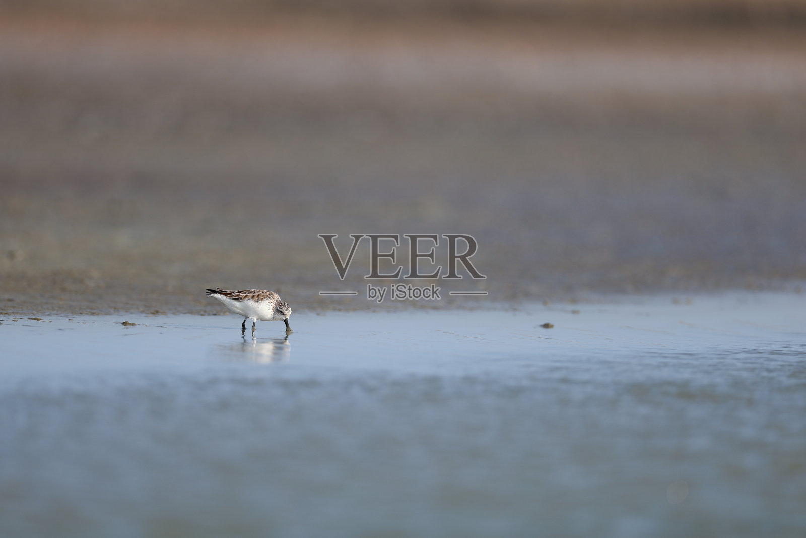 勺嘴矶鹞照片摄影图片