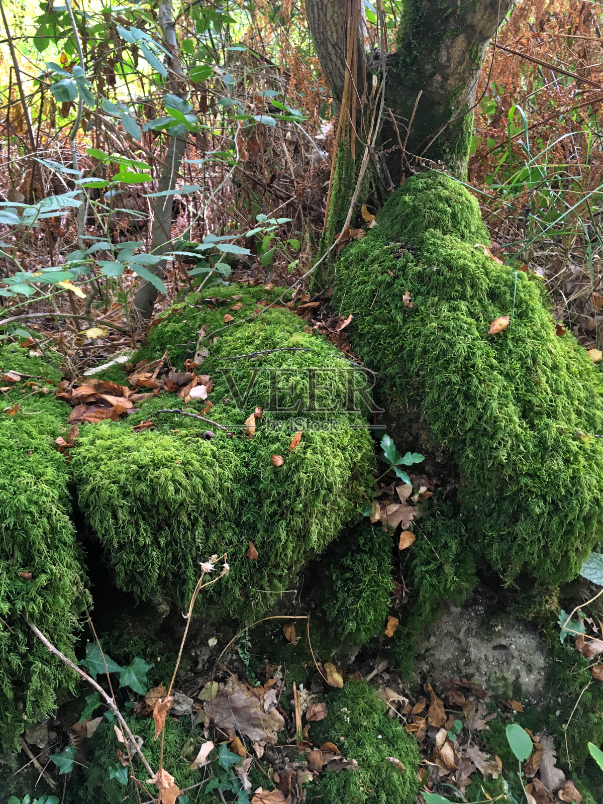新鲜潮湿的荒野，长满了茂盛的苔藓照片摄影图片