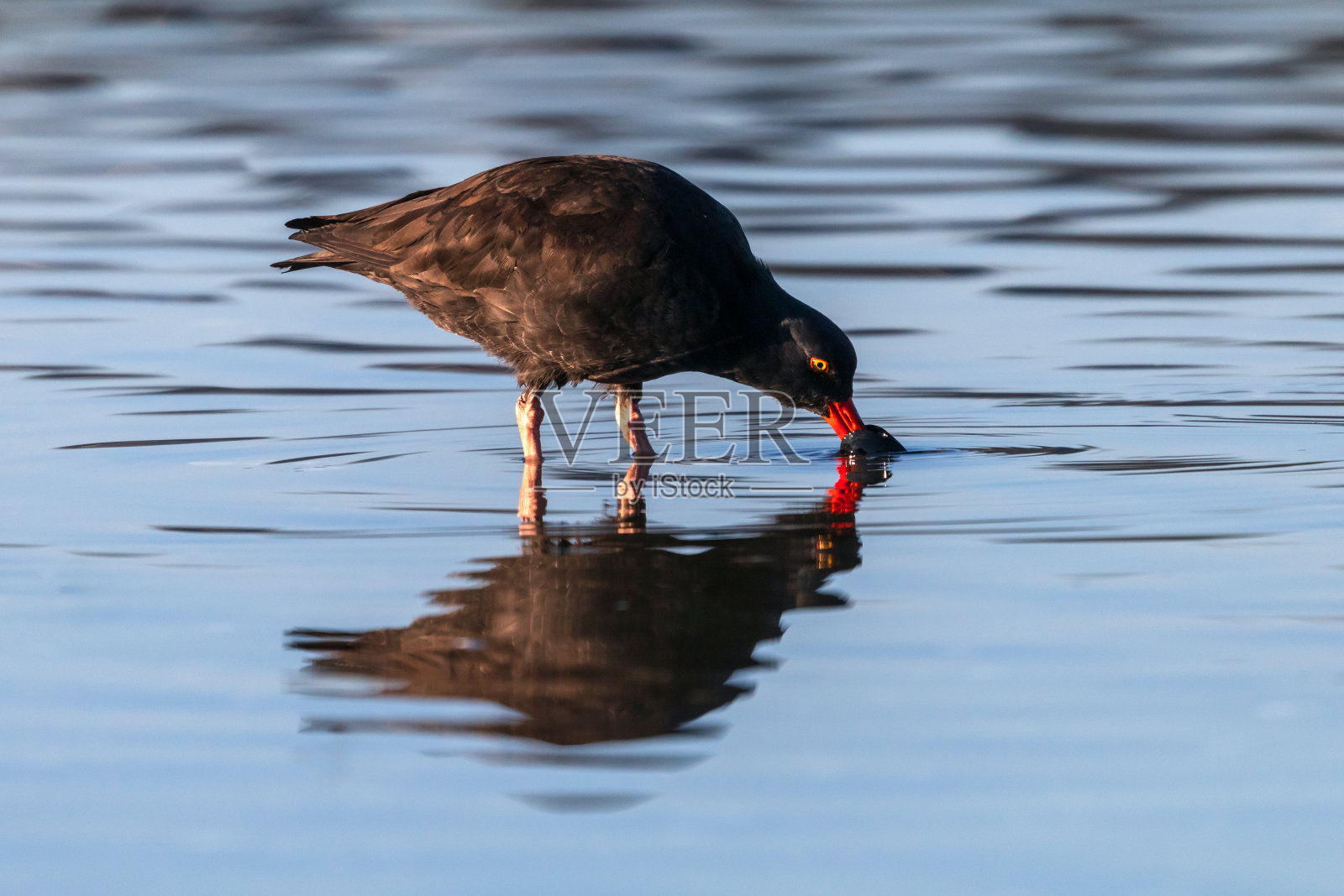 蛎鹬照片摄影图片