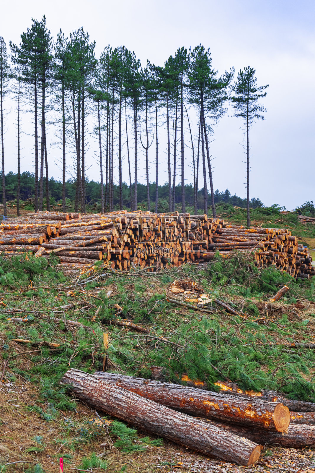 荷兰卑尔根附近沙丘林中的一堆松树树干照片摄影图片