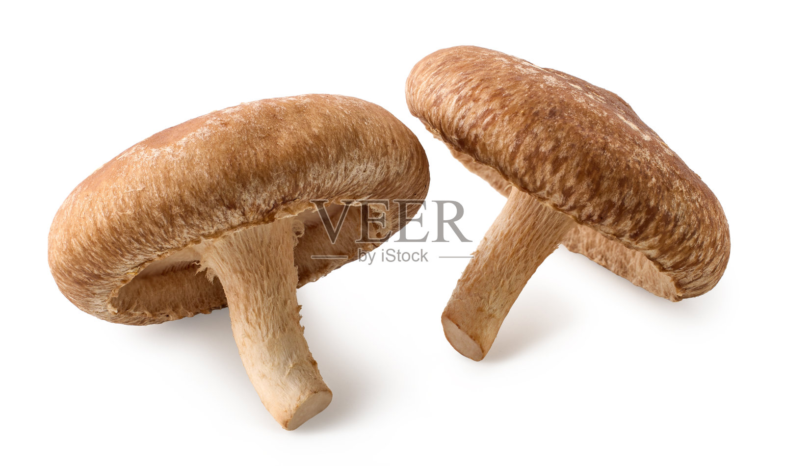 两个完整的新鲜香菇，白色背景照片摄影图片