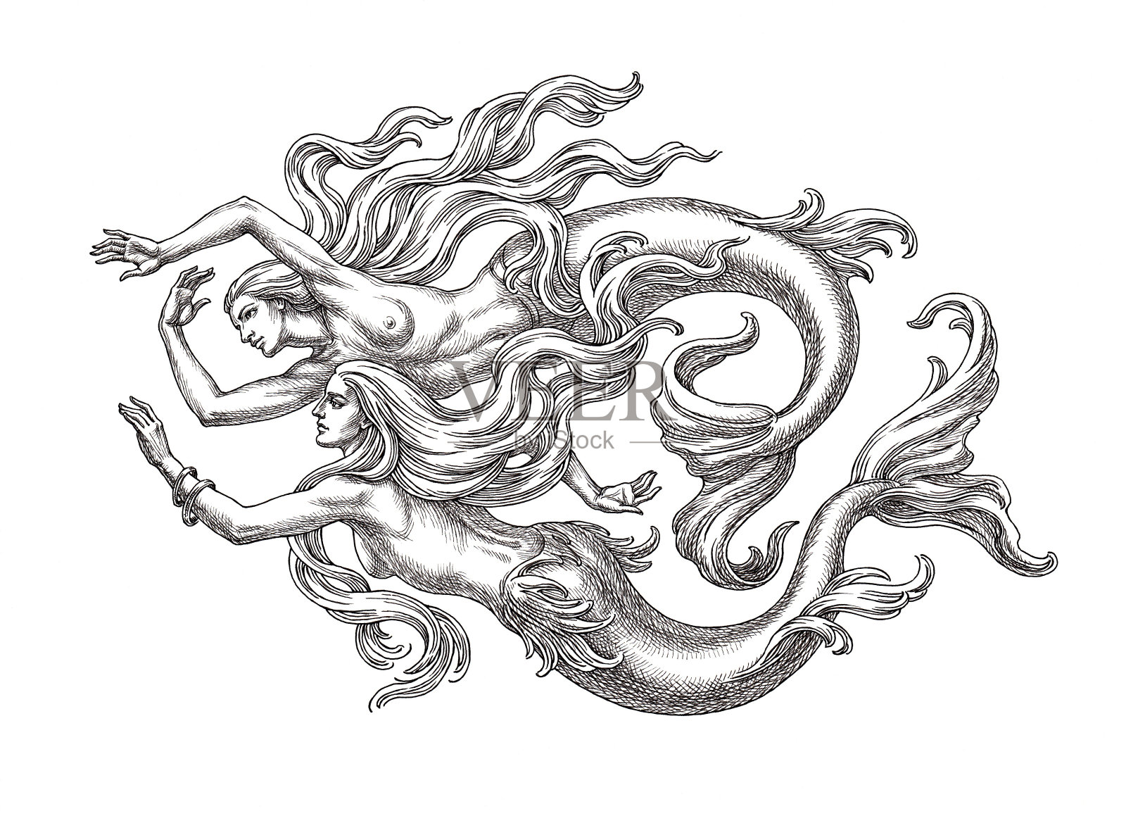 两个美人鱼。插画图片素材