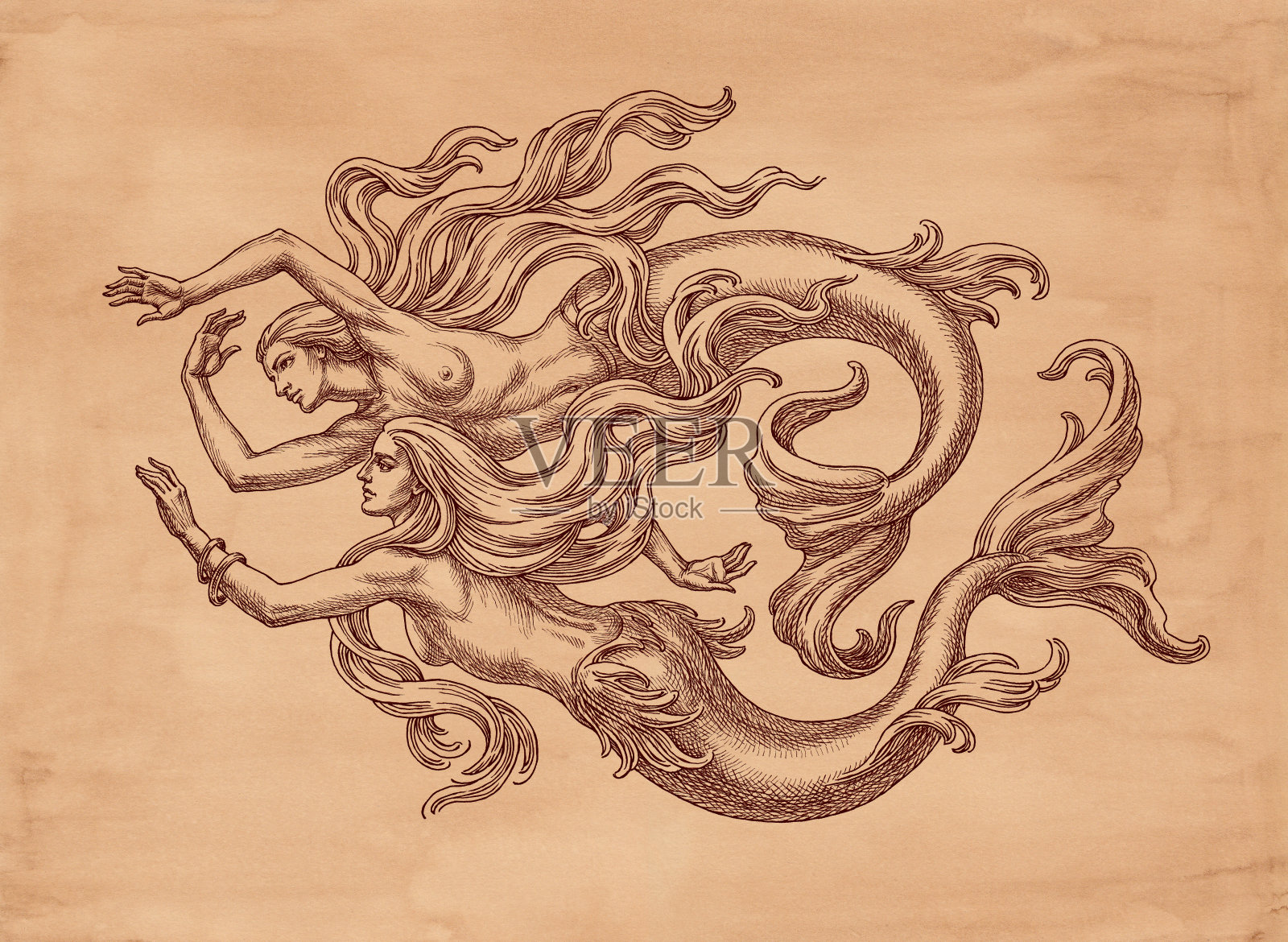 两只美人鱼。插画图片素材