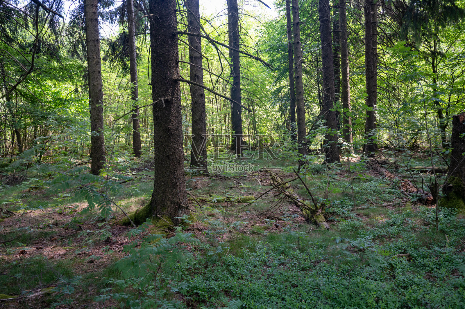 森林里的树木长满了苔藓照片摄影图片