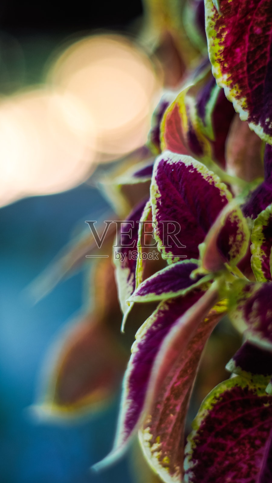 macrode passimtales de fleurs照片摄影图片