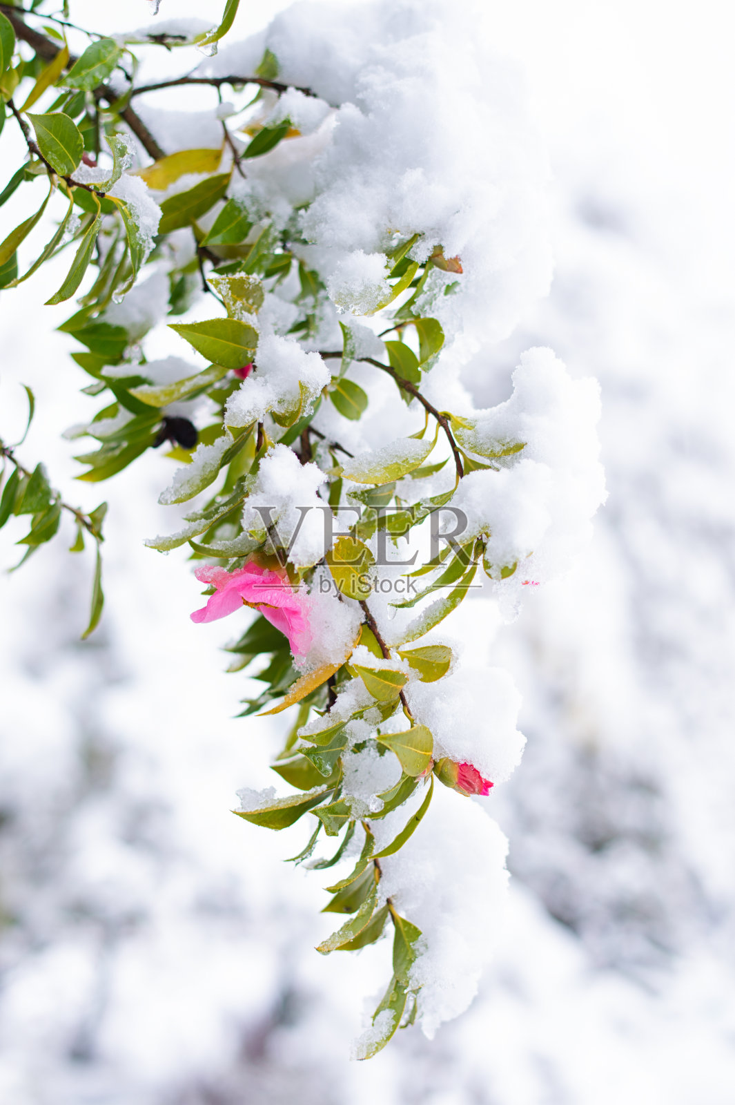 被雪覆盖的山茶花照片摄影图片