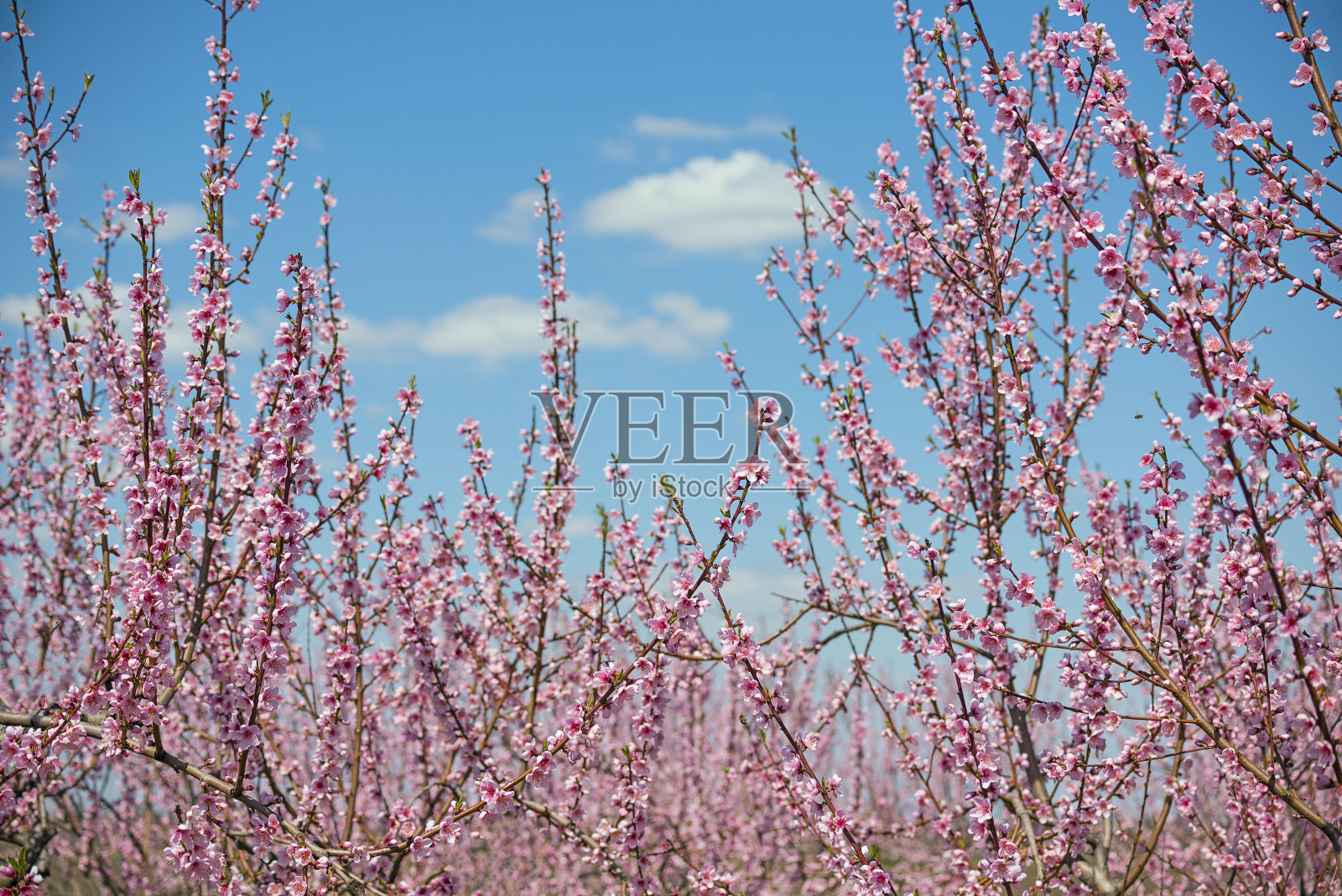 令人难以置信的美丽的树枝和粉红色的花朵盛开的桃树在花园里。照片摄影图片