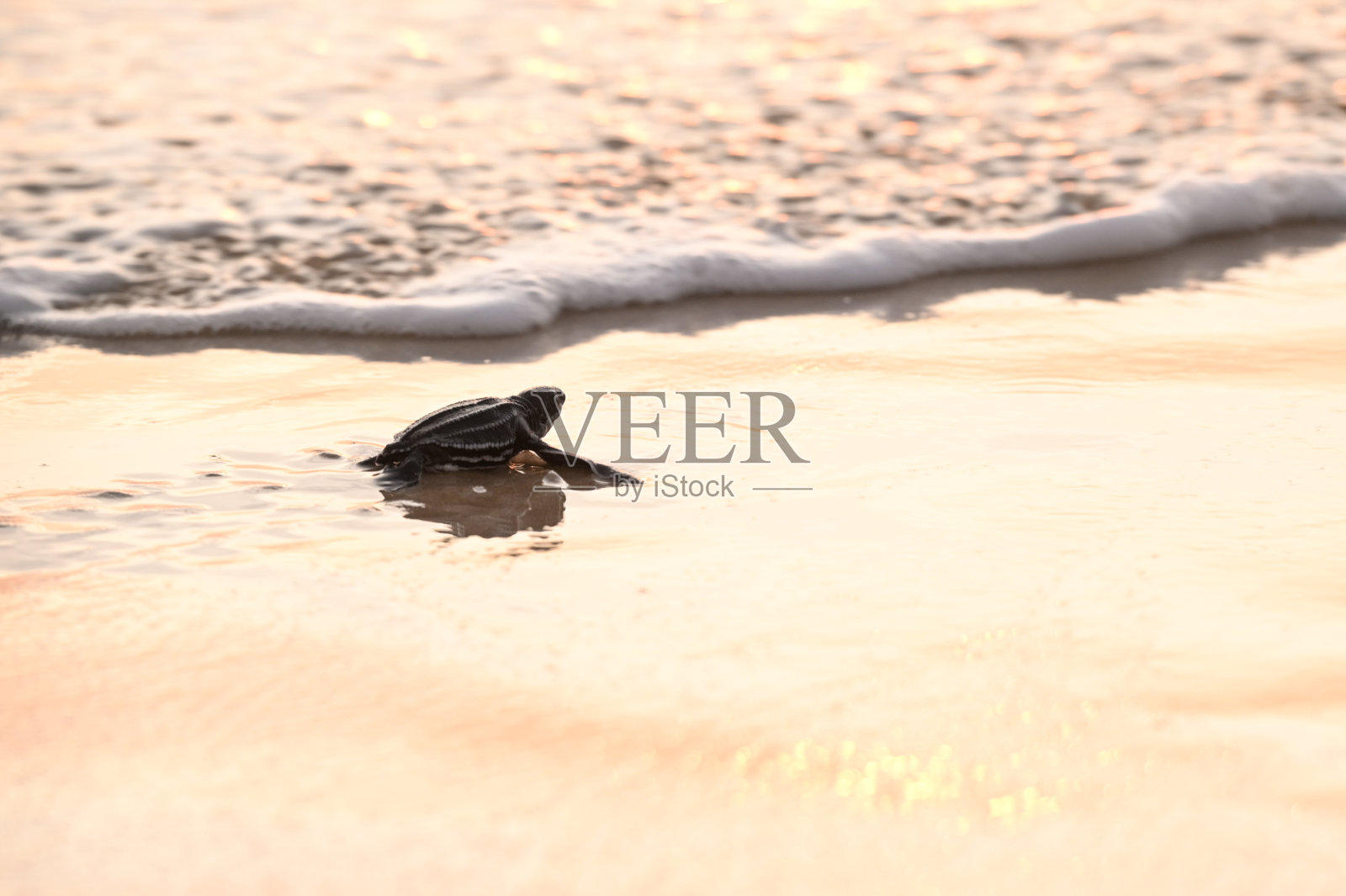 释放棱皮龟照片摄影图片