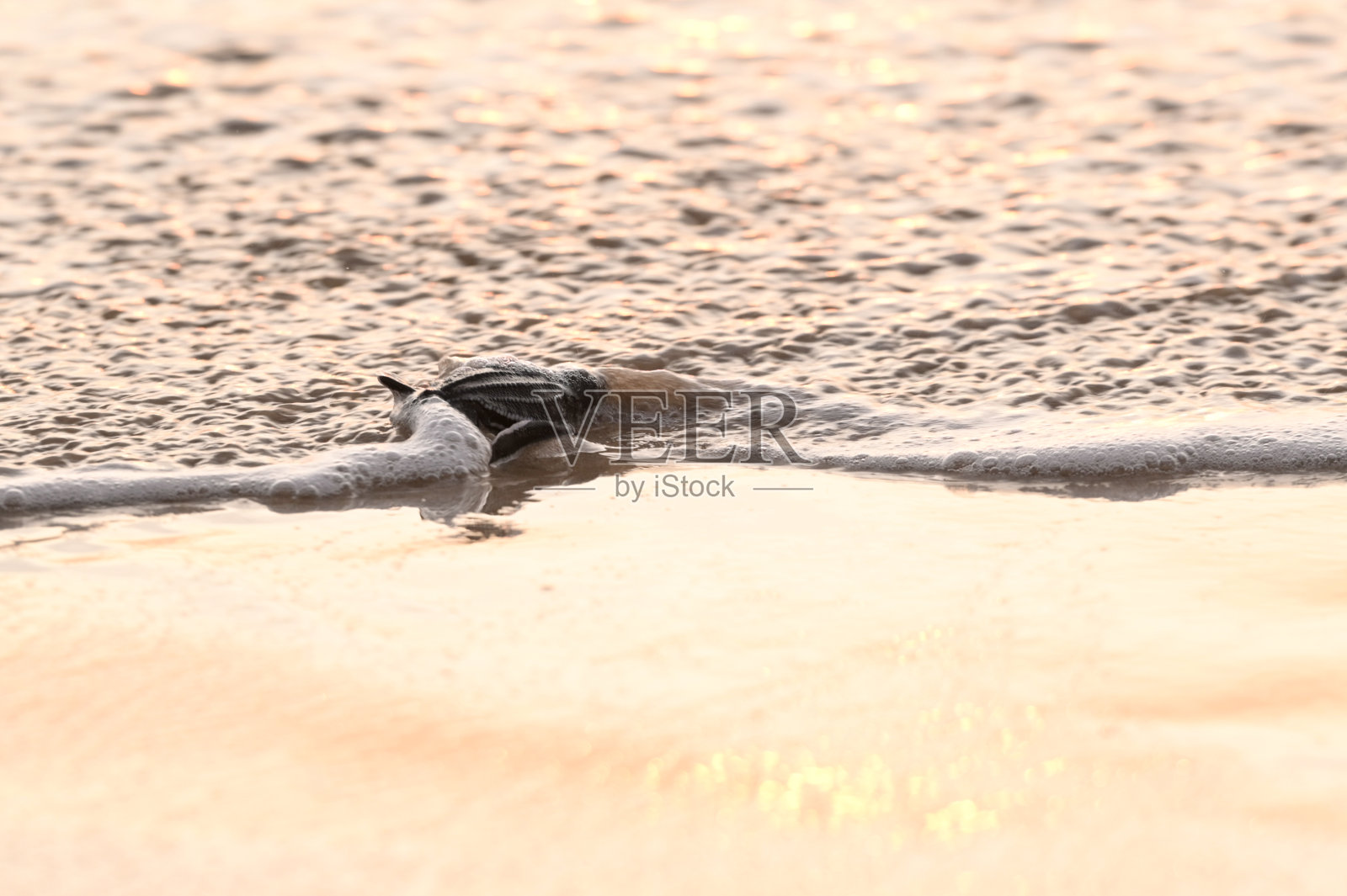 释放棱皮龟照片摄影图片