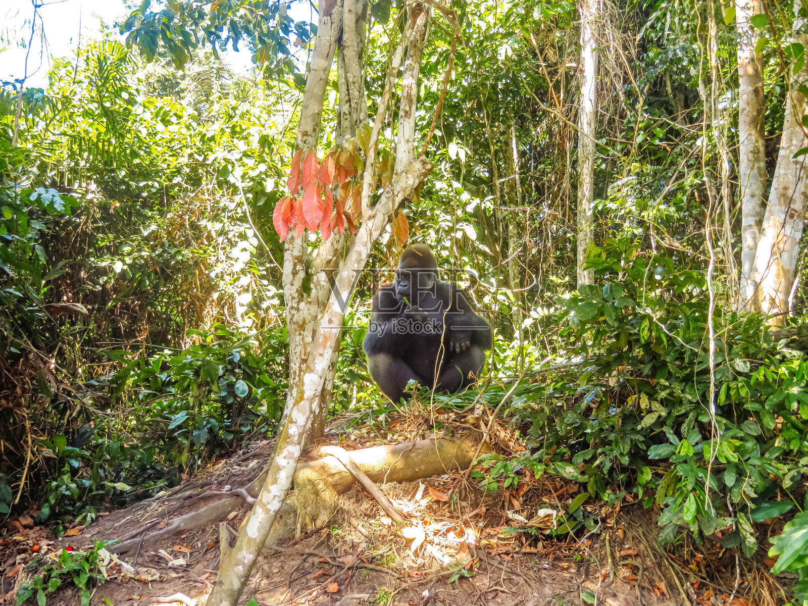 一只大猩猩在刚果共和国的lsamsio - louna保护区吃东西照片摄影图片