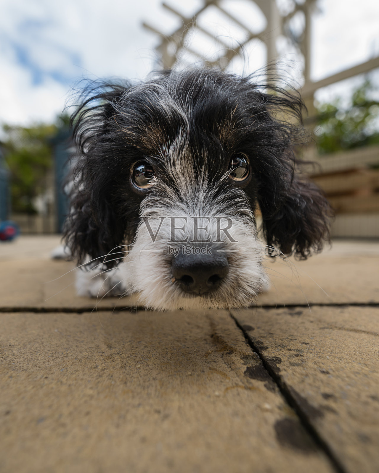 卡瓦波花园画像8照片摄影图片