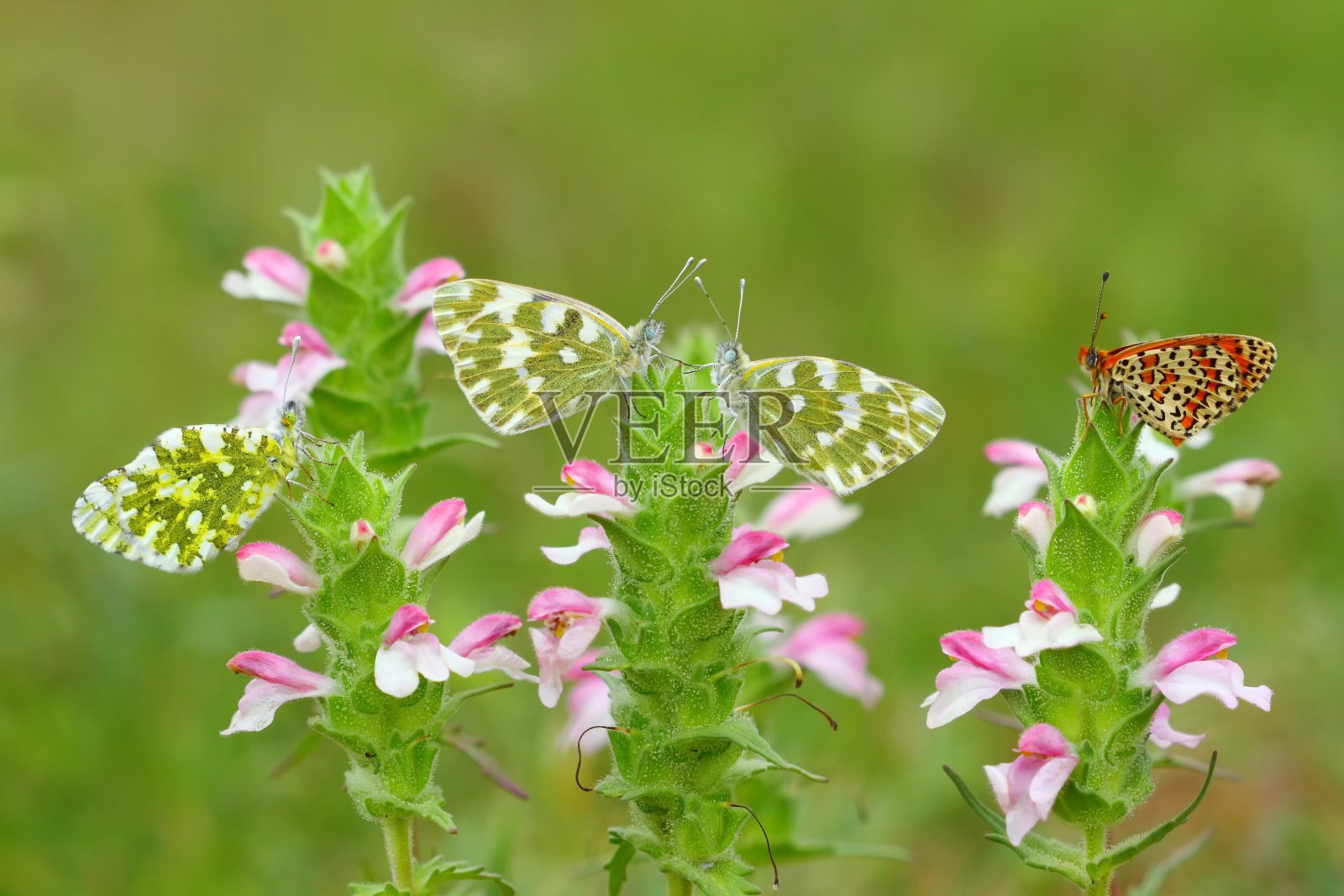 庞蒂亚·埃杜莎719照片摄影图片