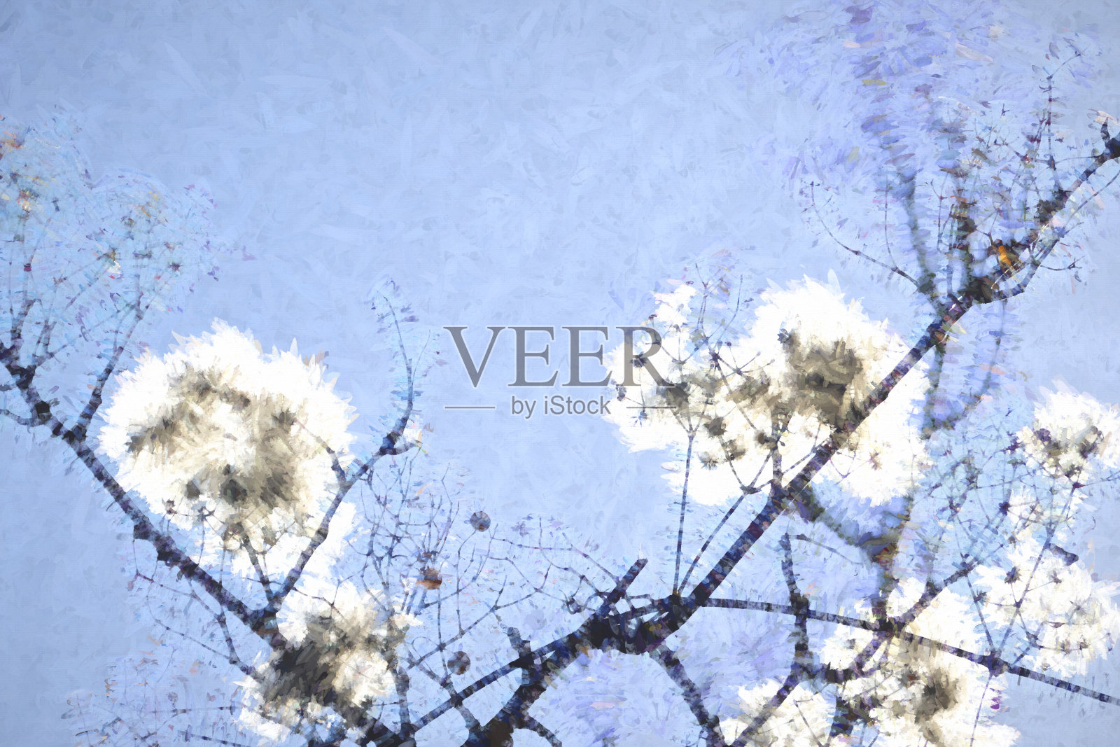 棉花就像英国花园里树上的种子头照片摄影图片