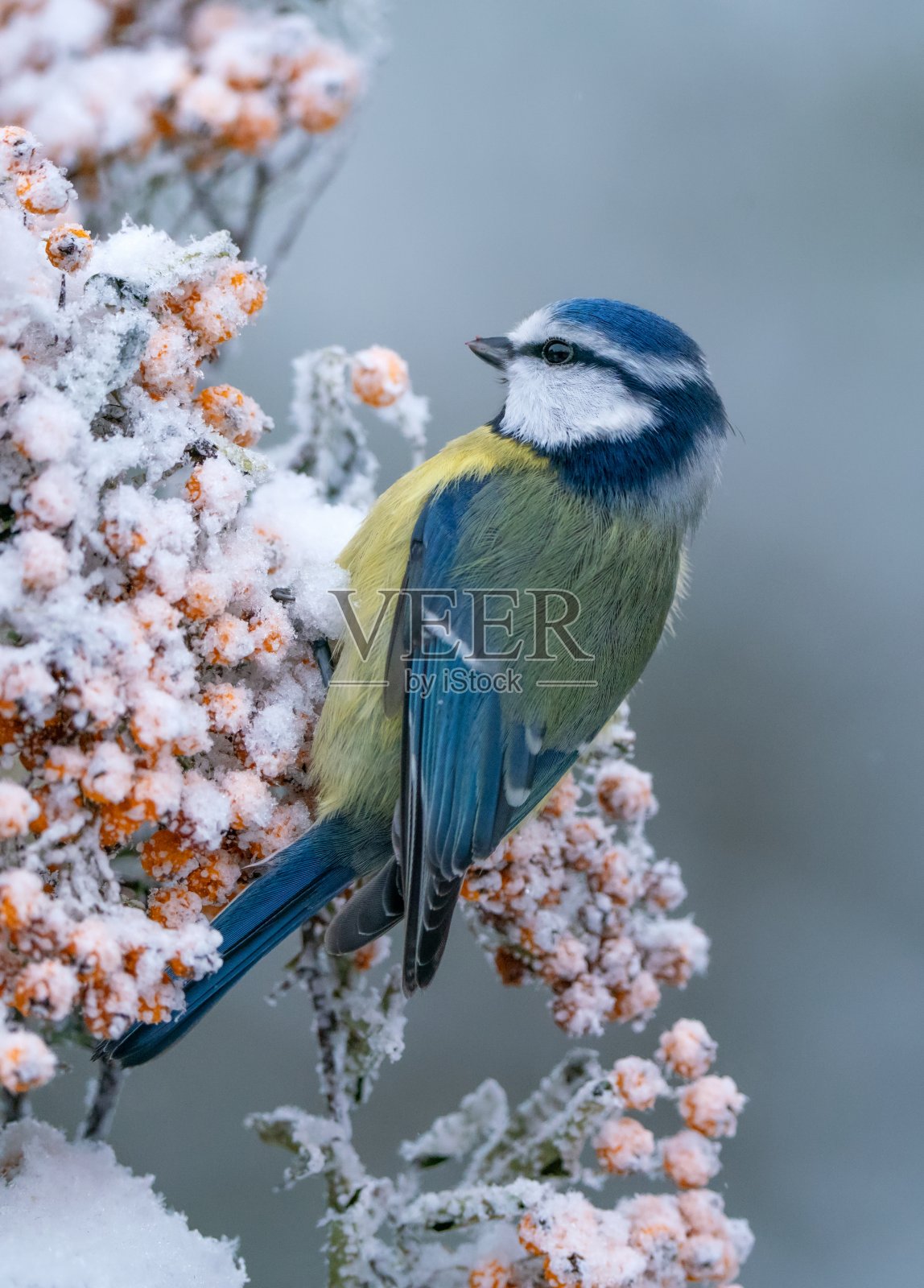 冬季的蓝山雀照片摄影图片