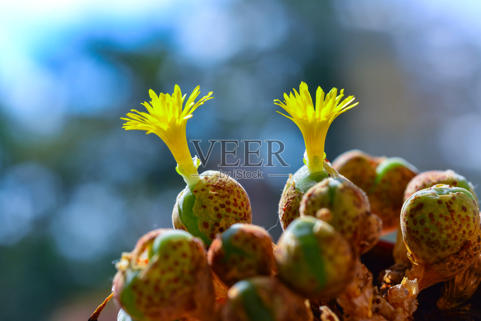 多肉的多肉植物，黄色的花，原产于非洲南部，背景模糊照片摄影图片