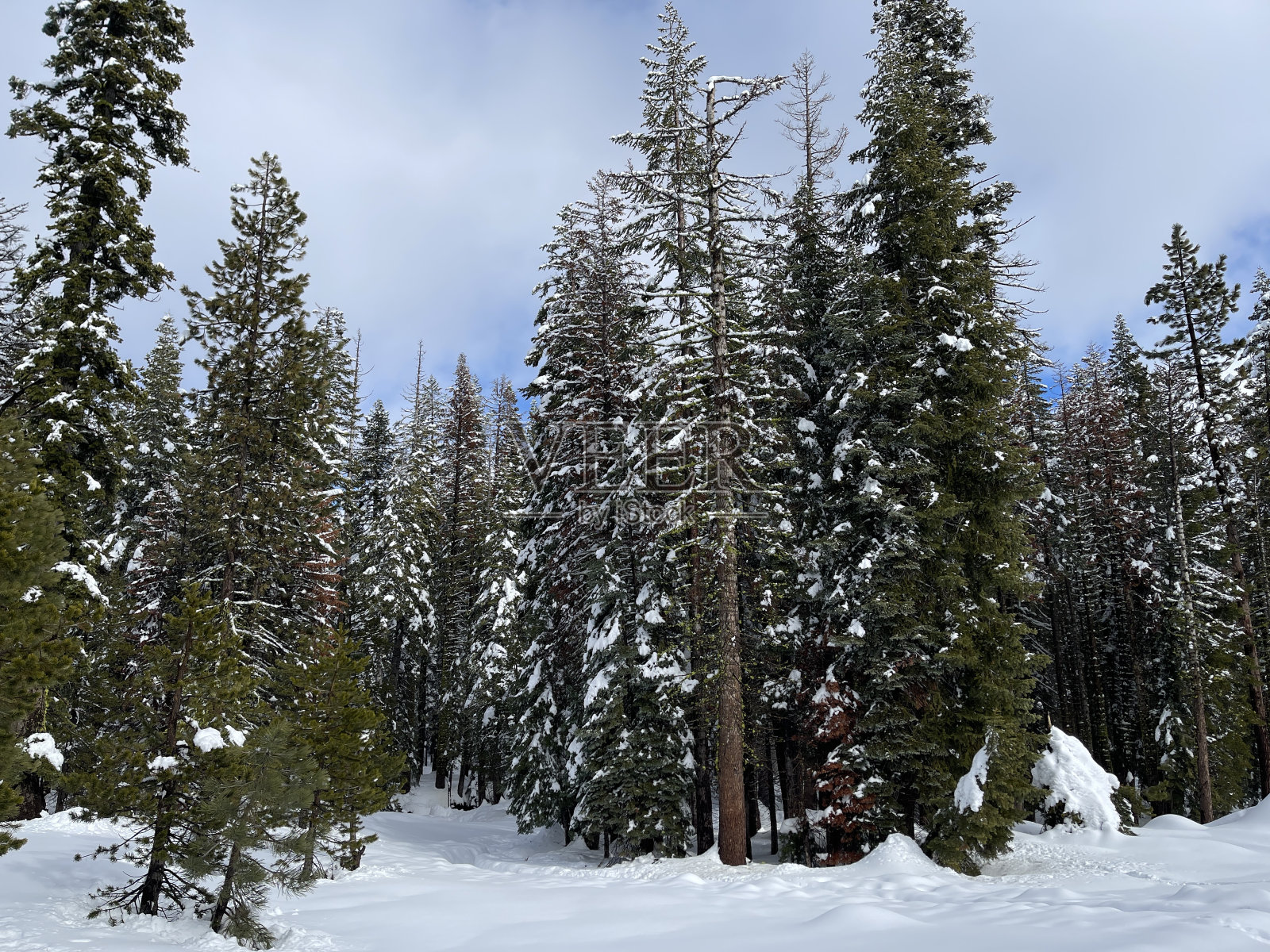 森林里下着大雪照片摄影图片