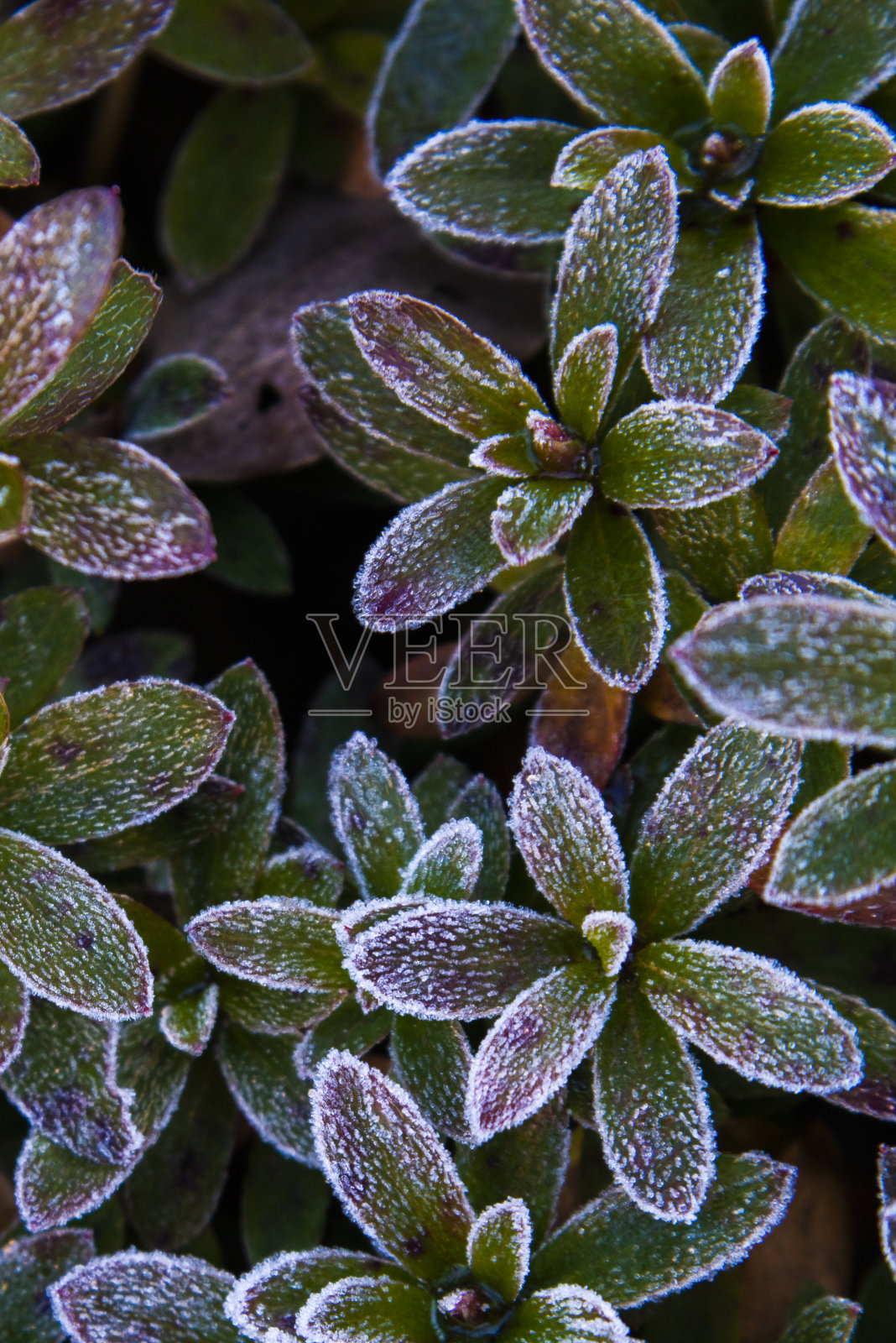 树上结霜照片摄影图片