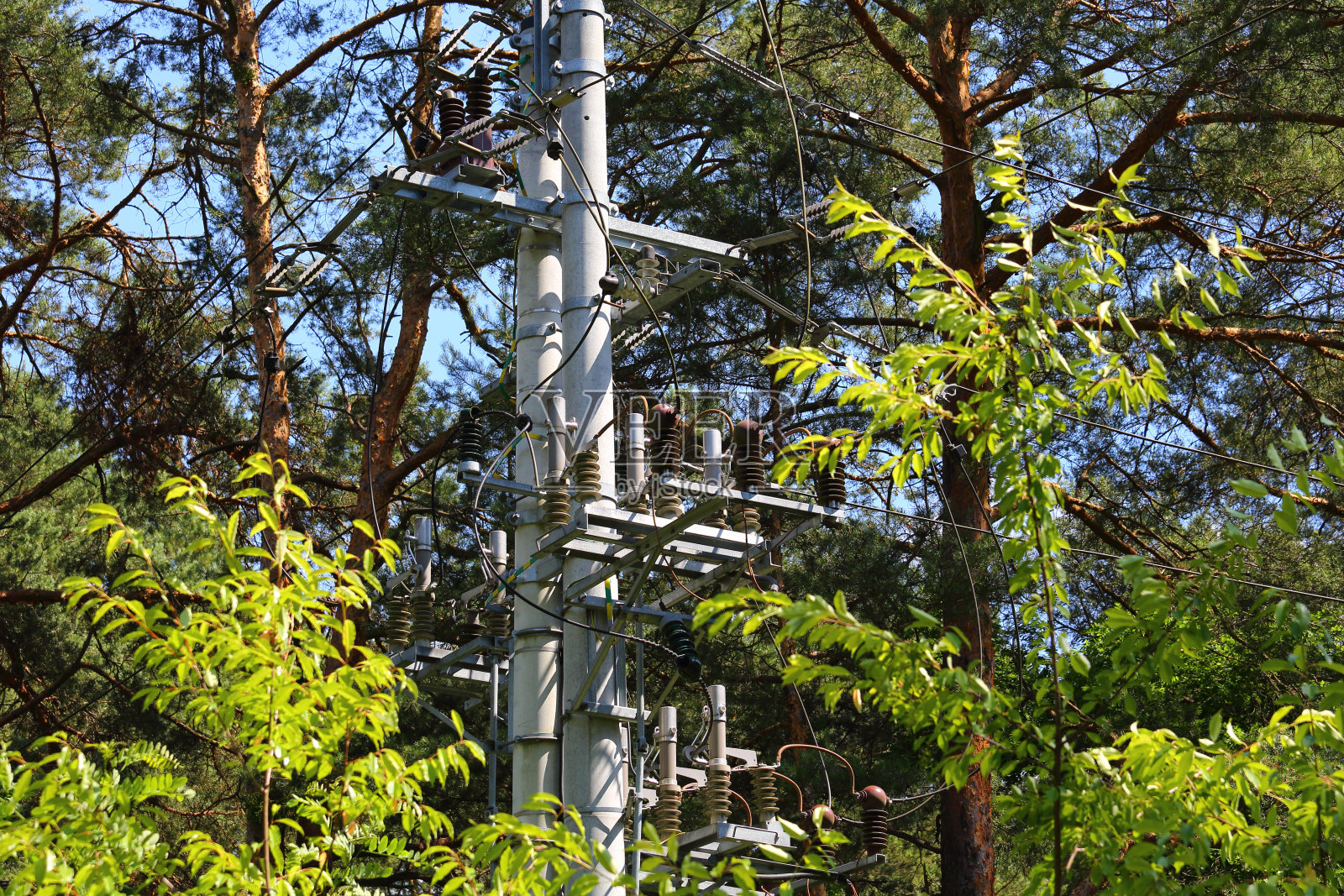 森林里的电线碎片照片摄影图片