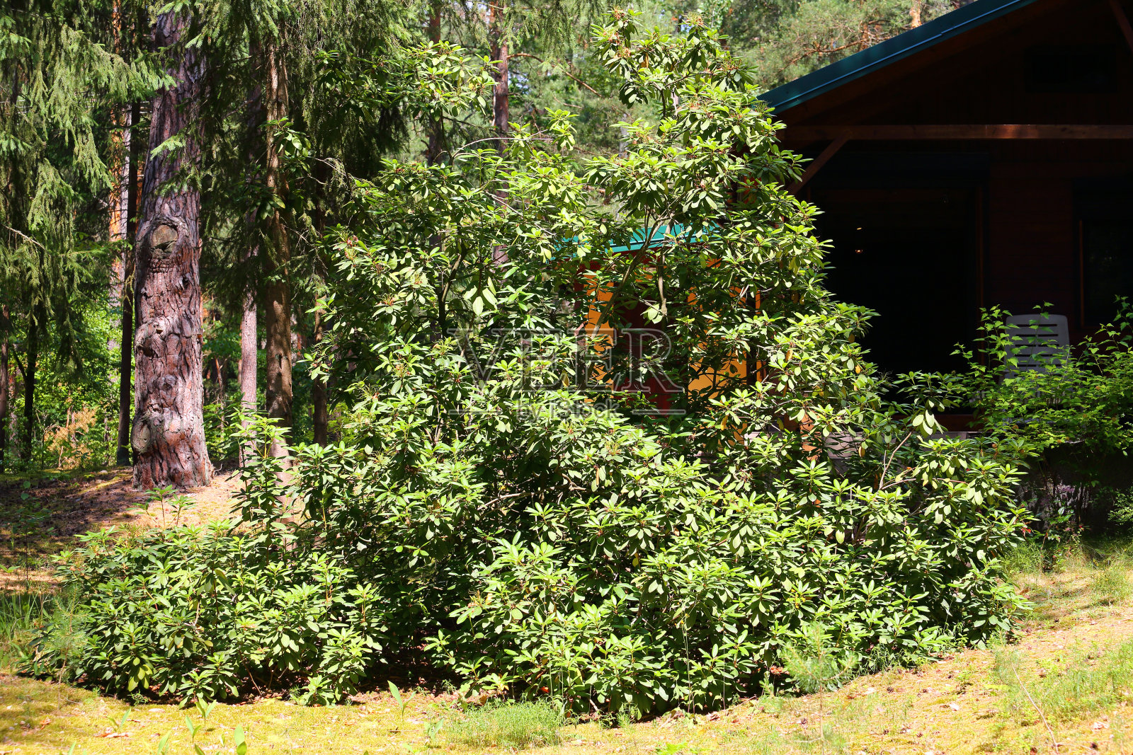 杜鹃花生长在森林里照片摄影图片