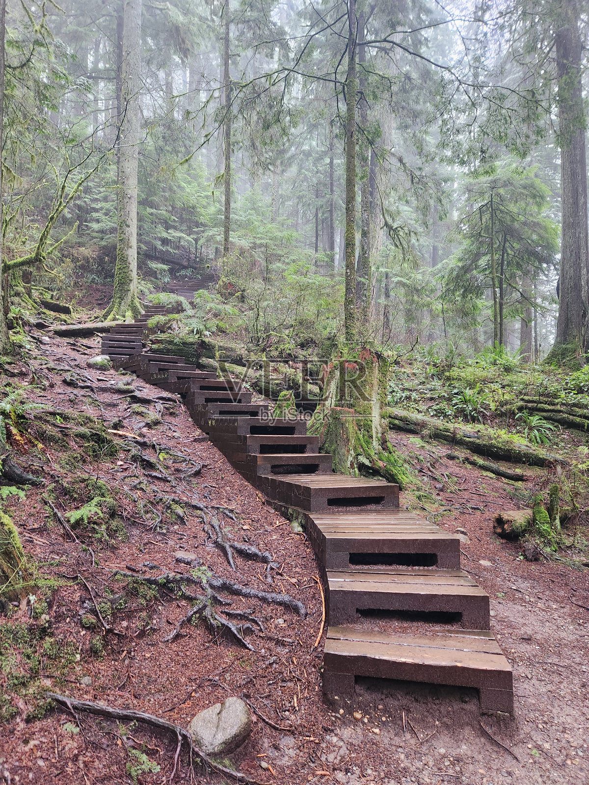 森林照片摄影图片