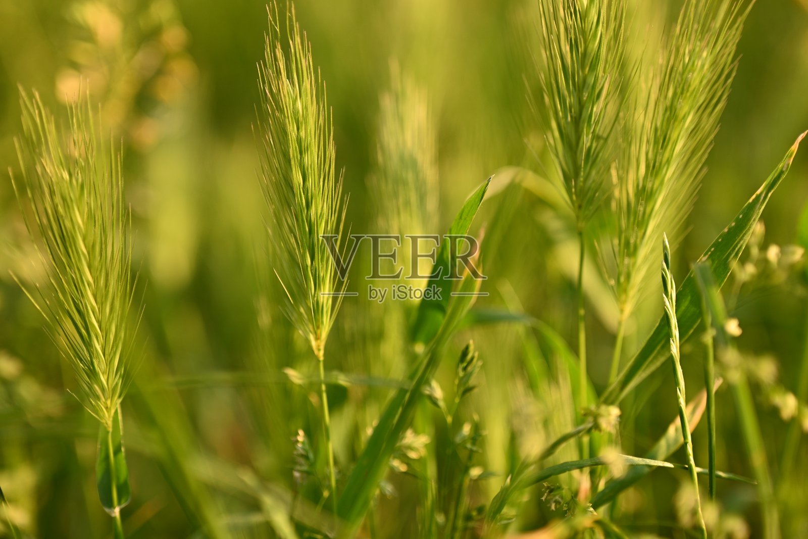 野生谷类的绿色小穗，绿色小穗的近距离纹理照片摄影图片